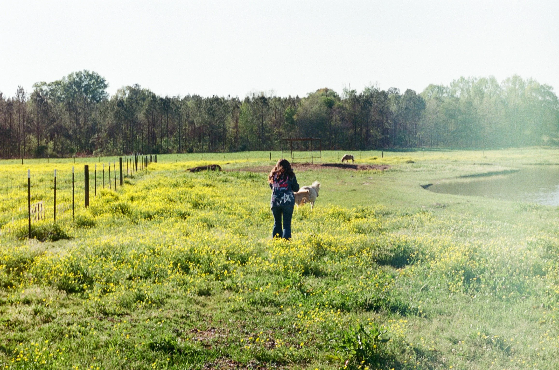 A girl walking in a grassy field with yellow flowers, a white dog, and a horse in the background, surrounded by trees on a sunny day.