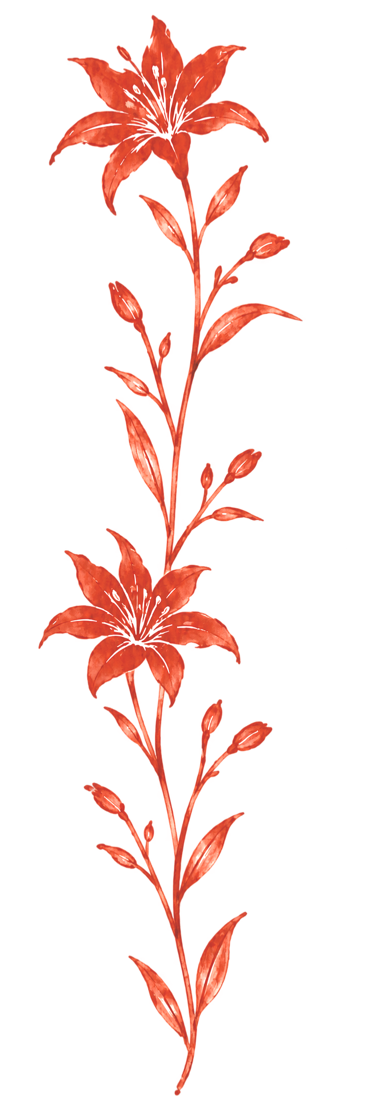 Red lily flowers on a tall stem with round buds and green leaves.