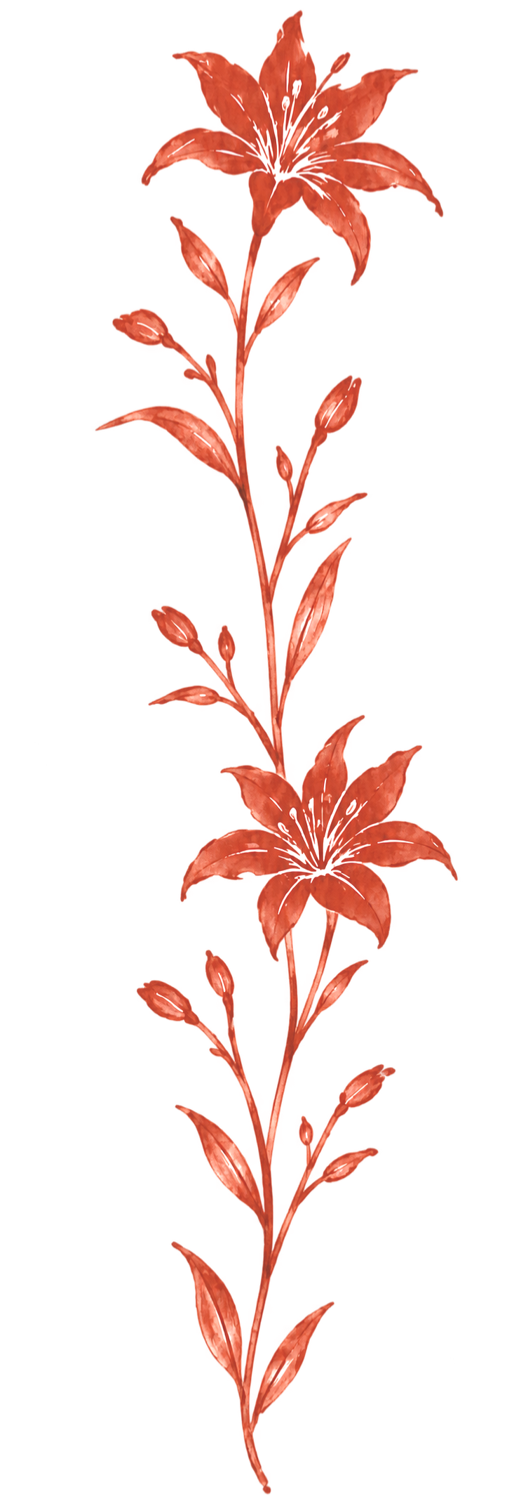 A vertical illustration of a flowering plant with large, orange-red lilies, elongated leaves, and multiple buds along a single stem.