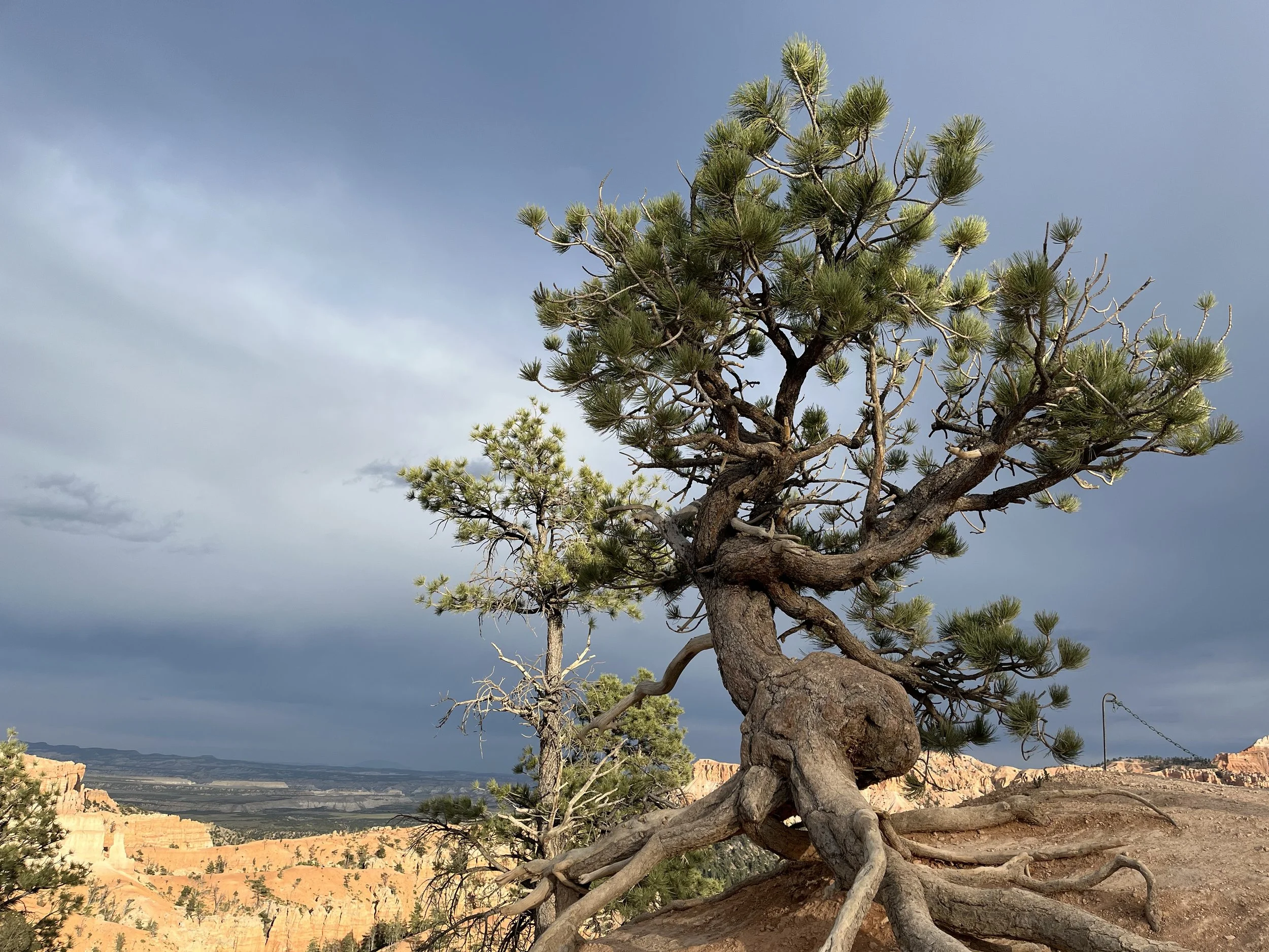 Mature tree with a vast open cloudy sky. Photo taken at Bryce Canyon National Park