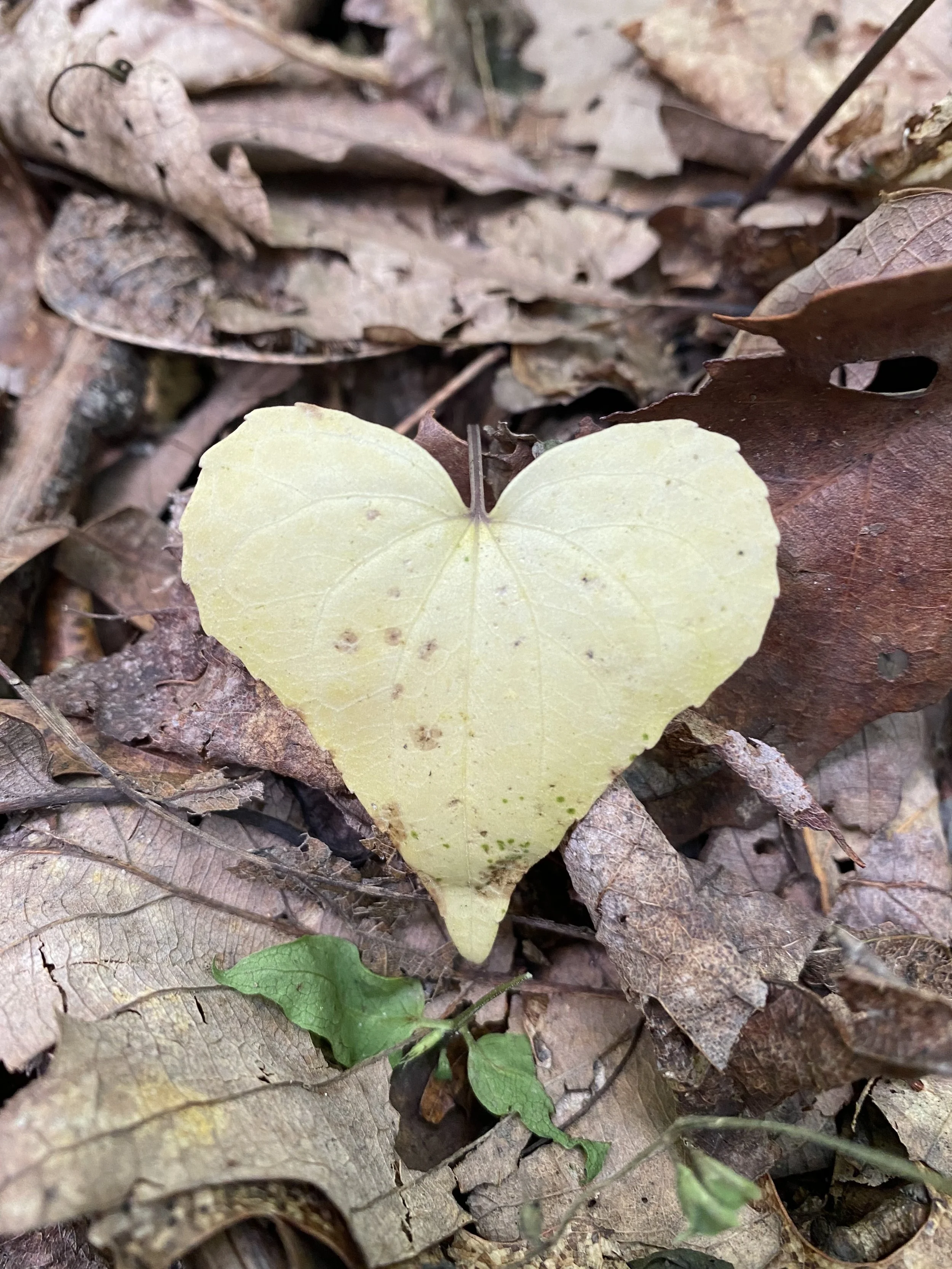 A yellow heart-shaped leaf on a forest floor covered with brown and gray fallen leaves and some green plants.