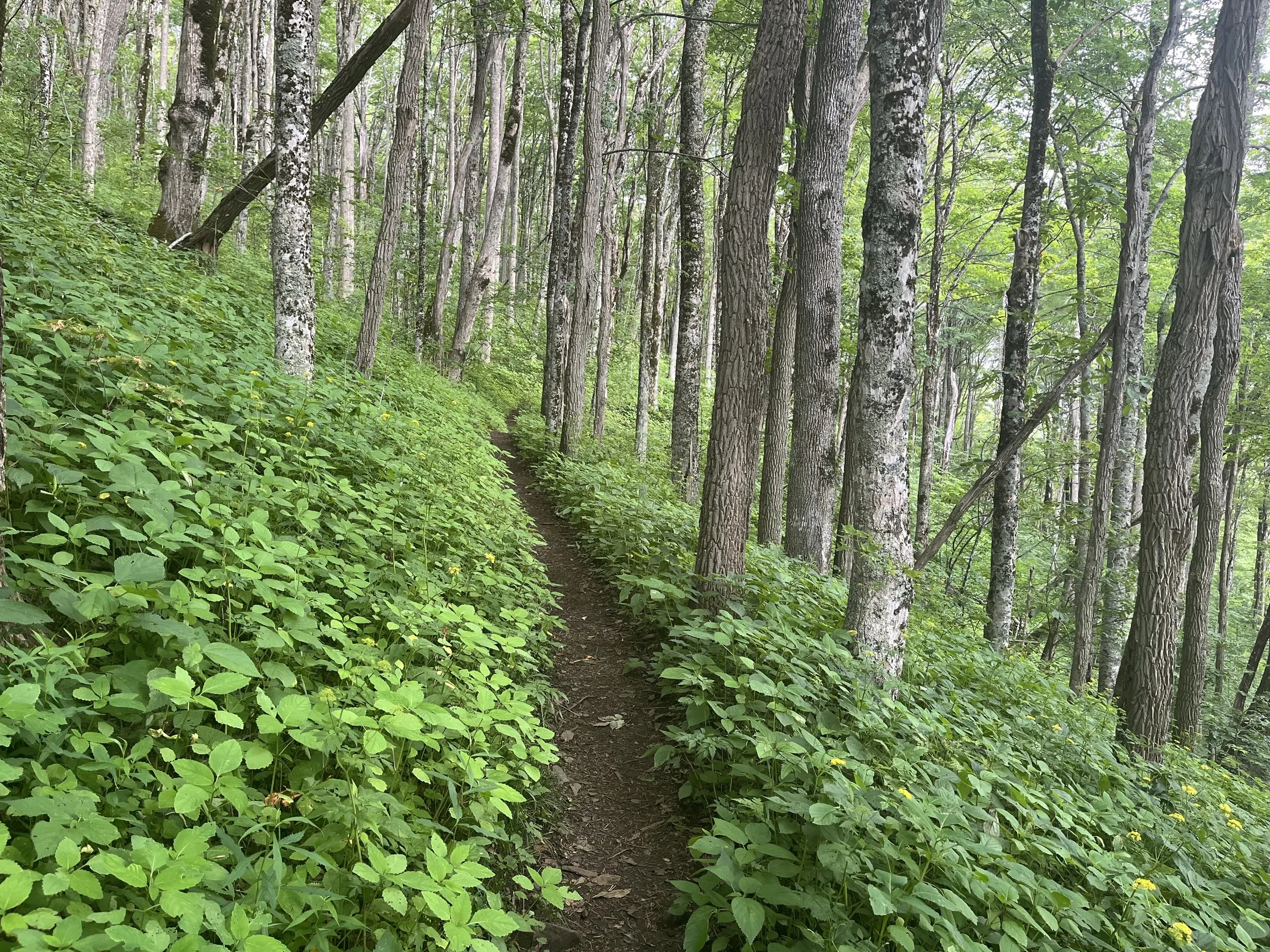 A narrow dirt trail through a dense green forest with tall trees and lush foliage.
