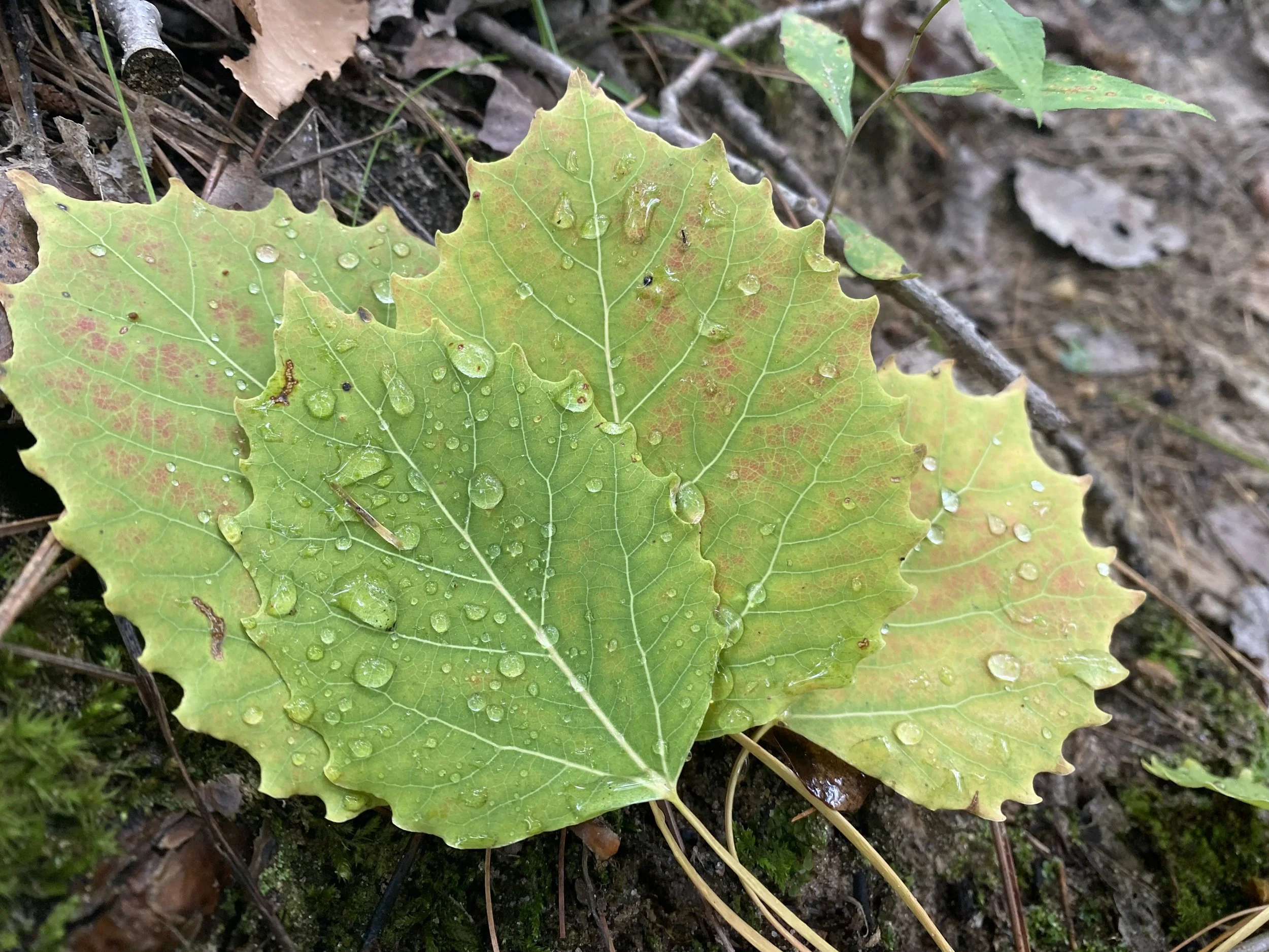 A green maple leaf with water droplets, lying on the forest ground among small twigs, dried leaves, and moss.