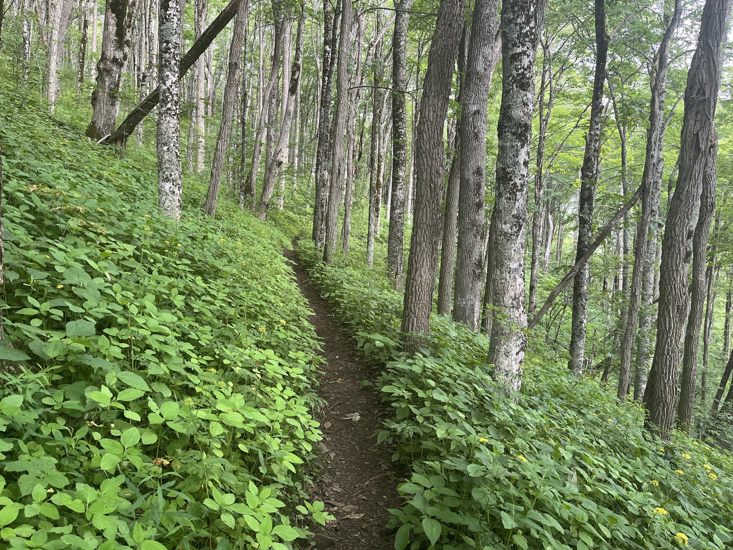 A narrow dirt trail winds through a dense green forest of tall, thin trees with rough bark and bright green leaves.