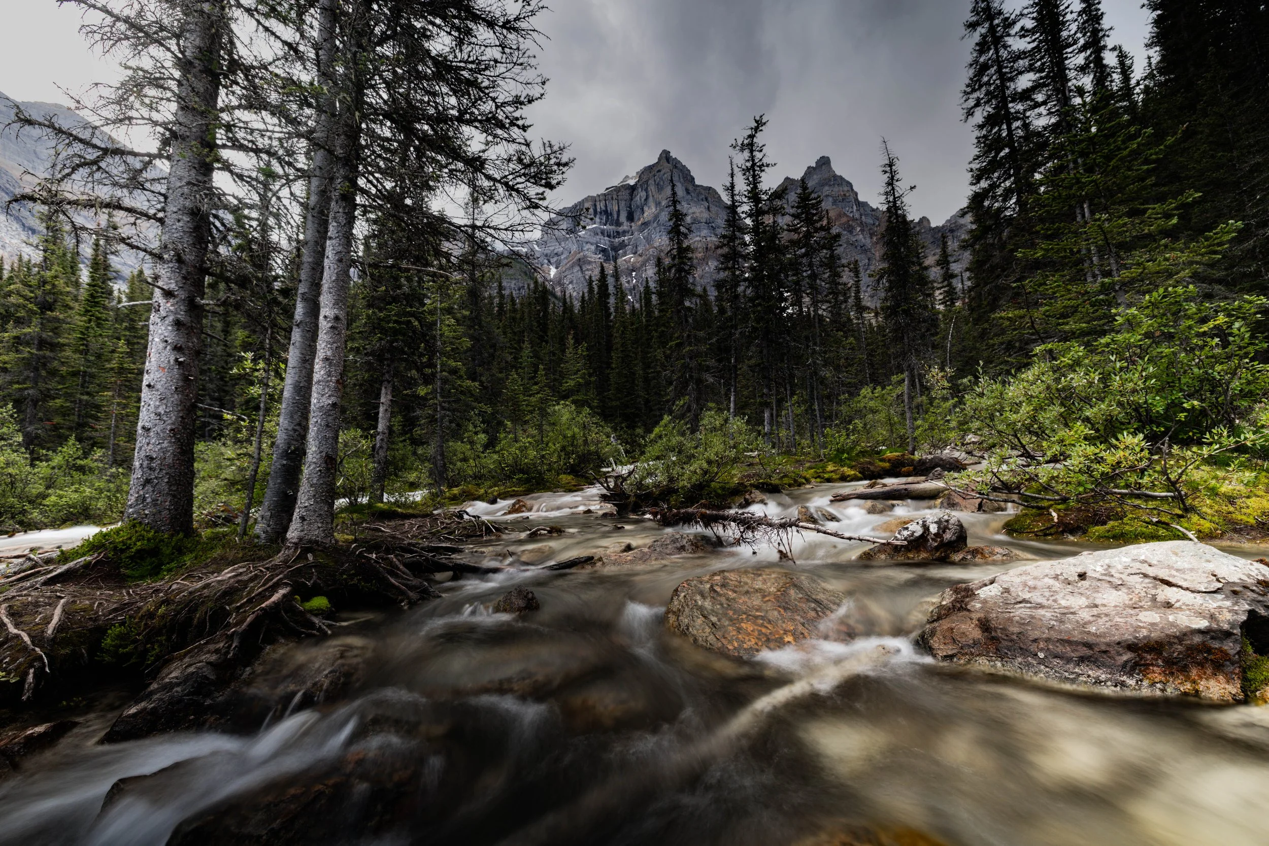 A flowing mountain stream surrounded by tall pine trees with a mountain range in the background under a cloudy sky.