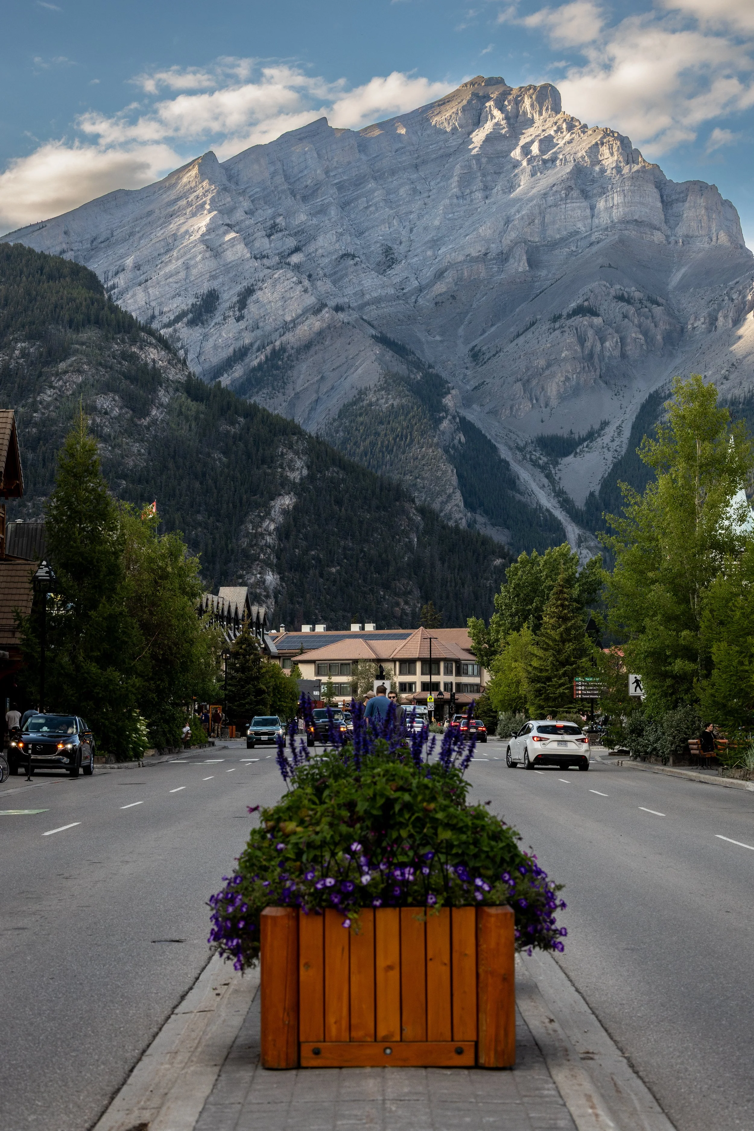 A street view with a mountain in the background, cars parked along the street, trees, and purple flowers in a wooden planter in the foreground.
