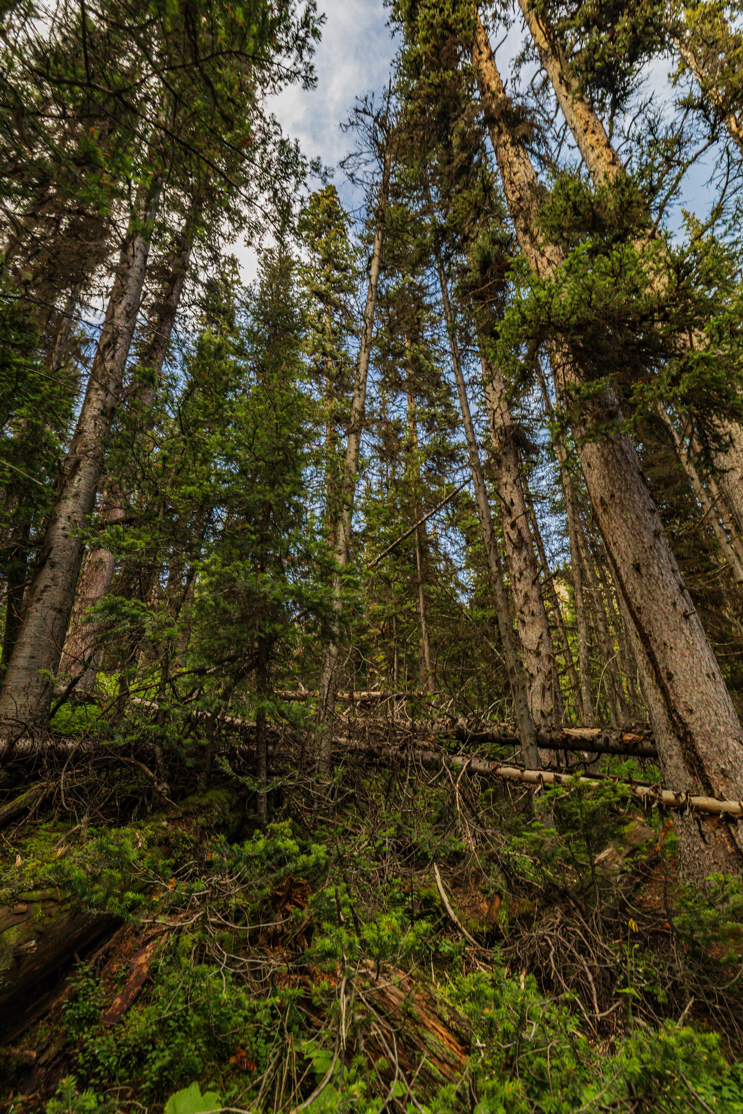 A forest scene with tall trees, dense foliage, and green plants covering the forest floor. Some fallen logs and branches are visible on the ground.