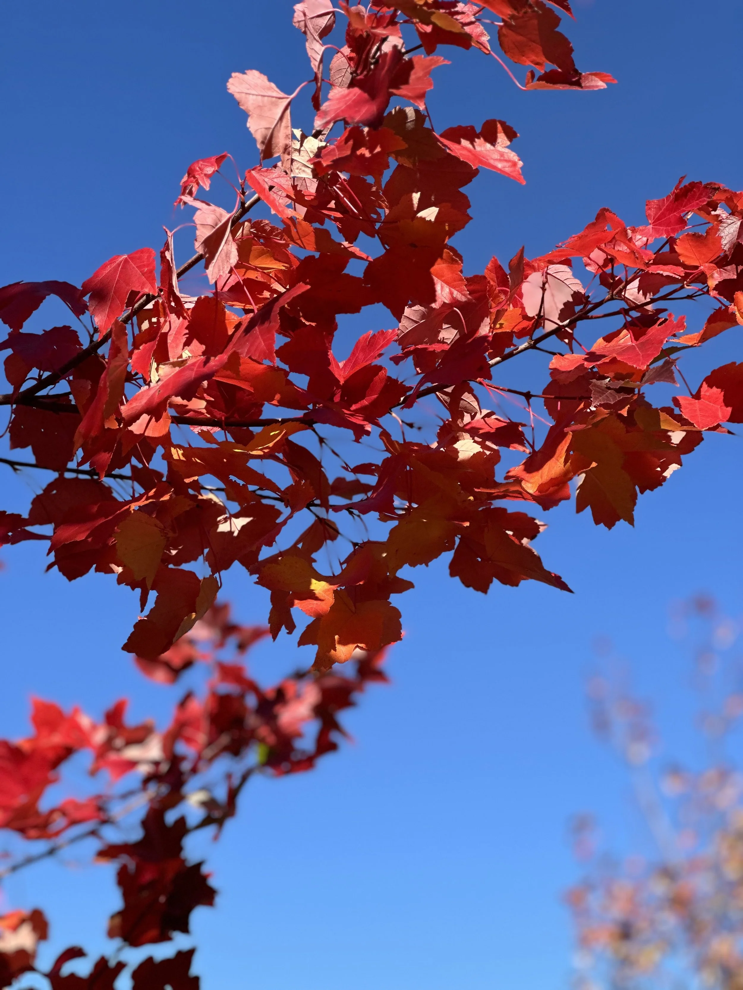 IMG_8895.jpeg