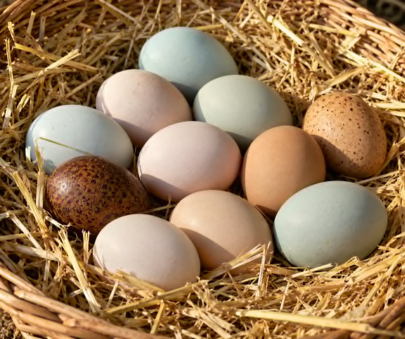 Chicken Eggs COMING SOON!
