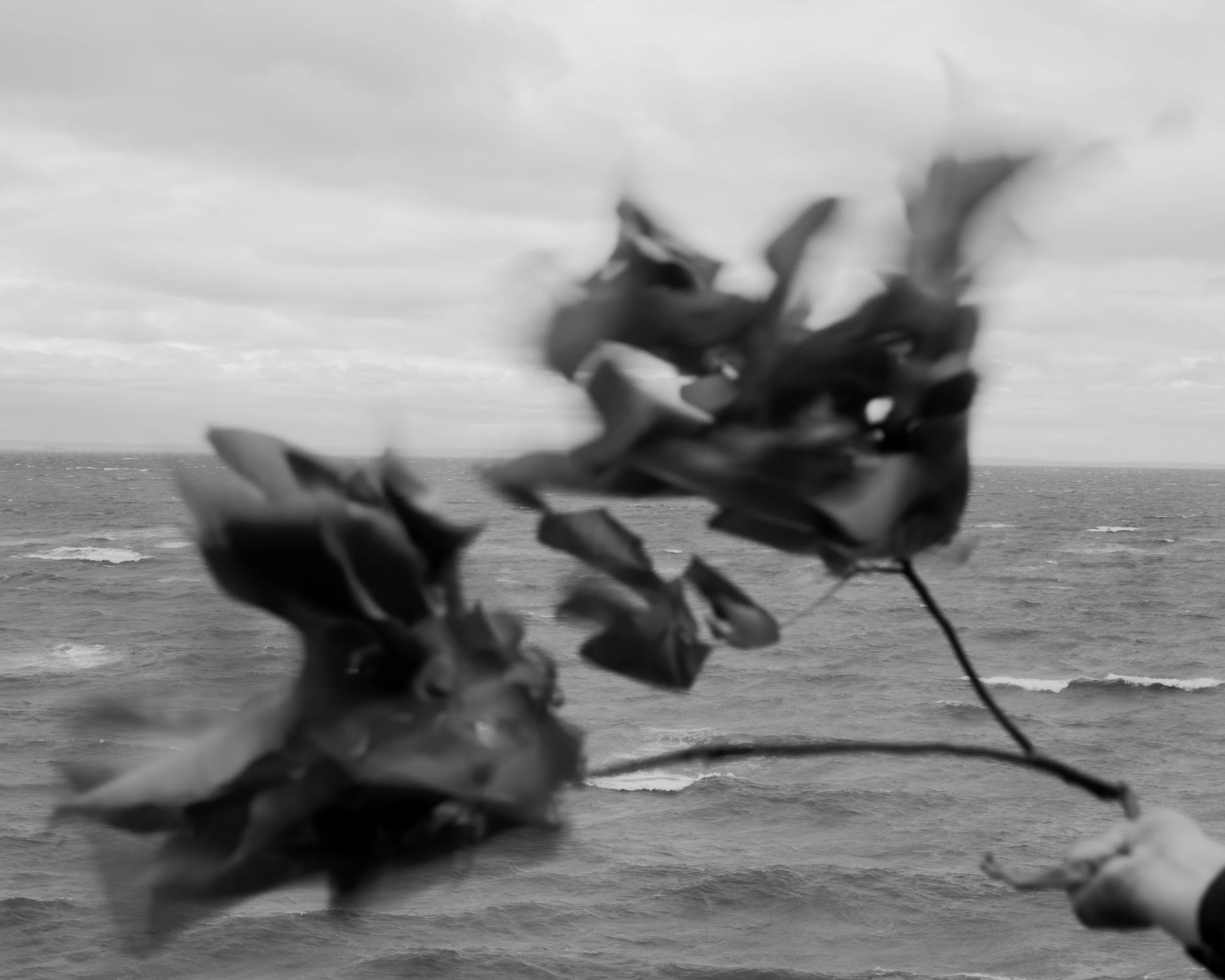 Blurred image of a view through leaves showing the ocean and a cloudy sky in the background.