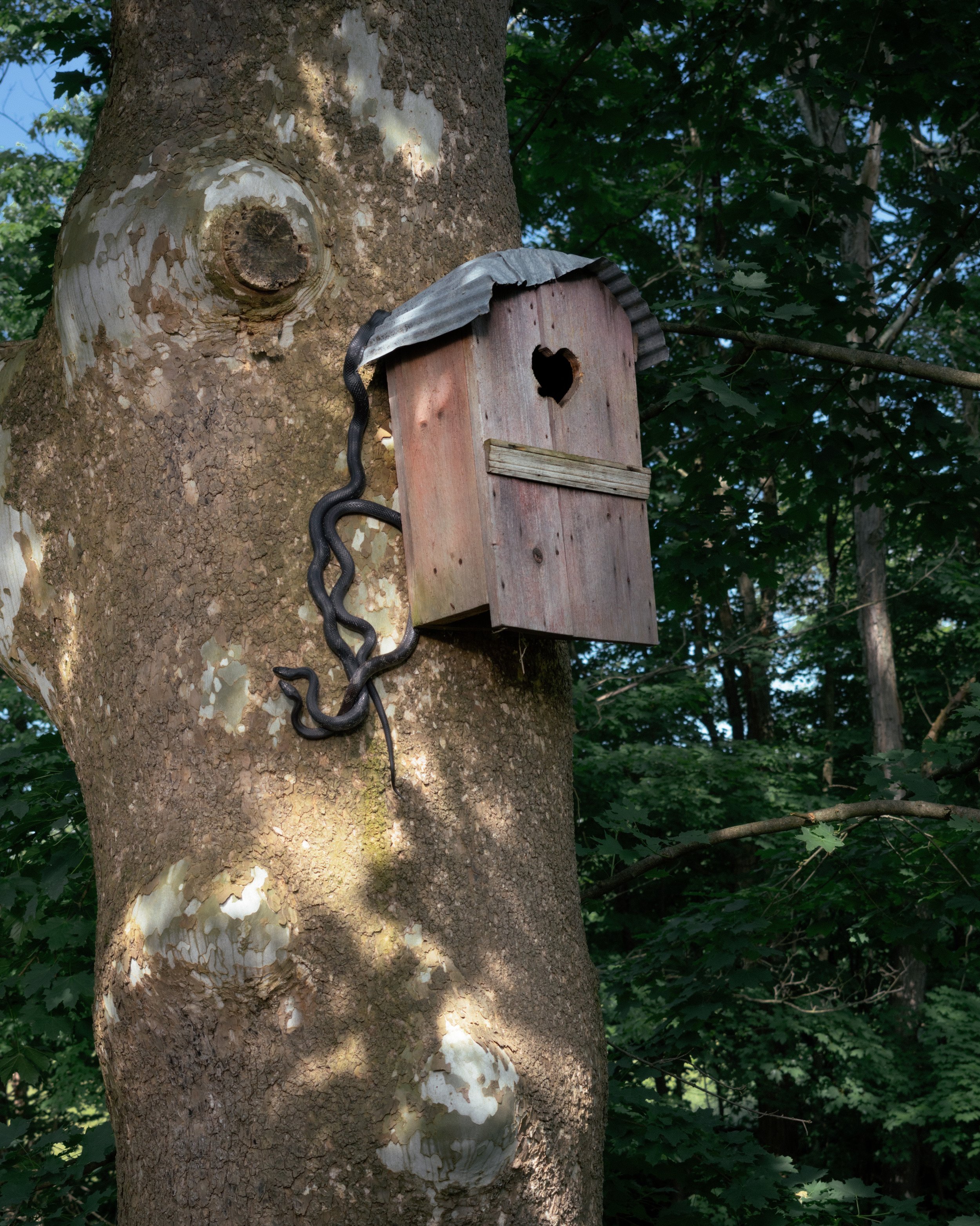 Tree trunk with birdhouse attached, surrounded by green leafy trees.