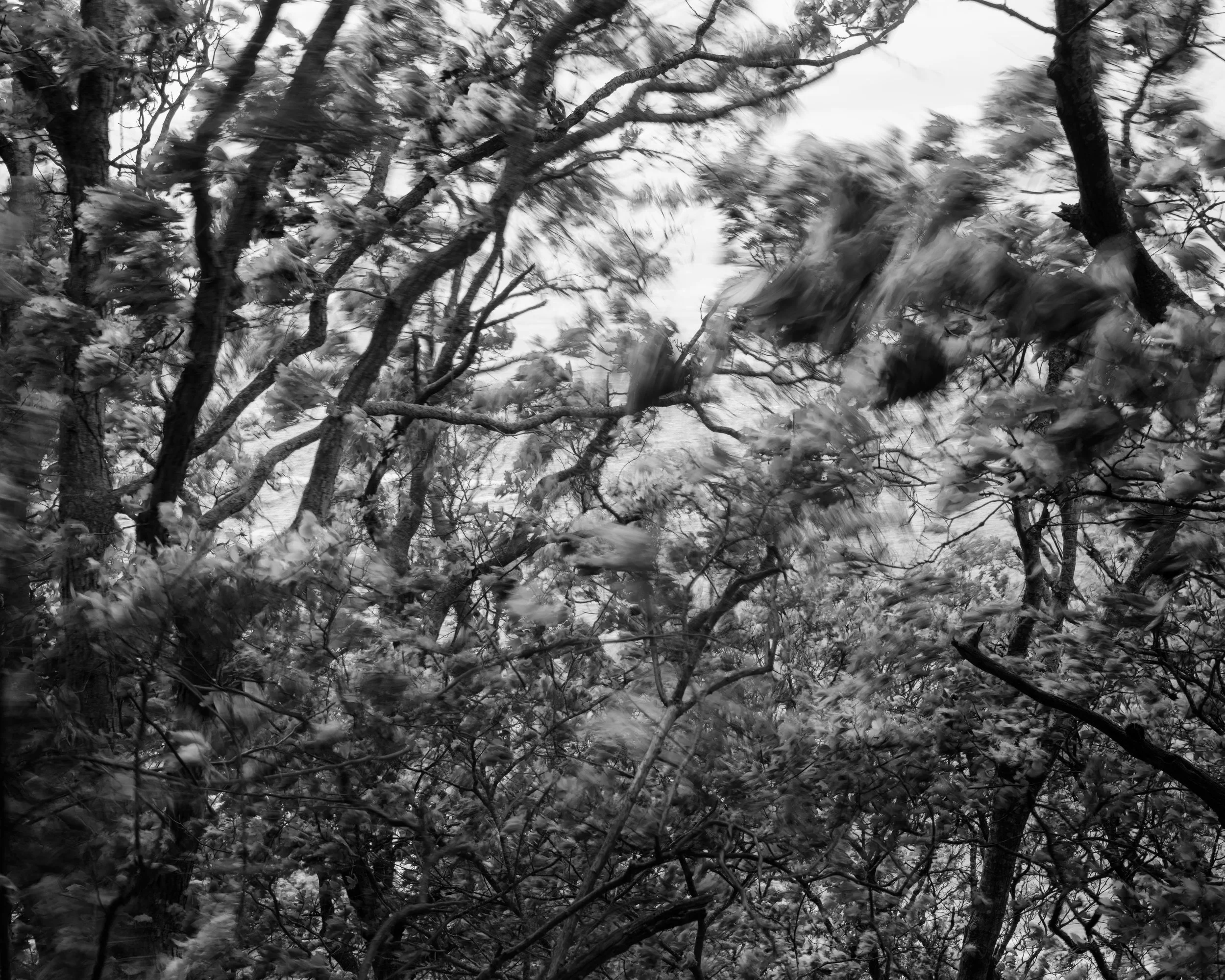 Black and white photo of tree branches with leaves, some appear blurred due to motion.