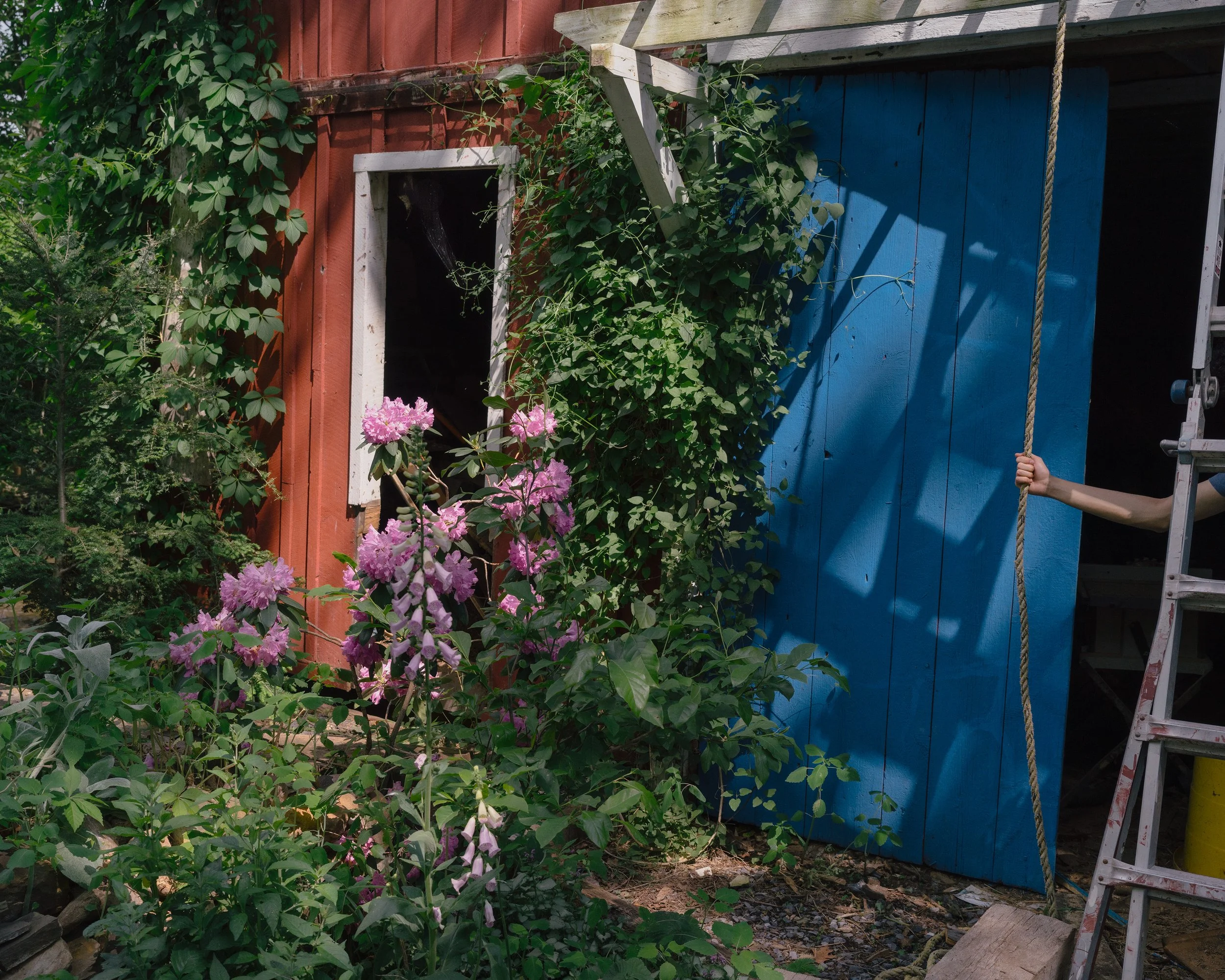Close-up of pink azalea flowers in front of a red and blue wooden shed with greenery and a ladder