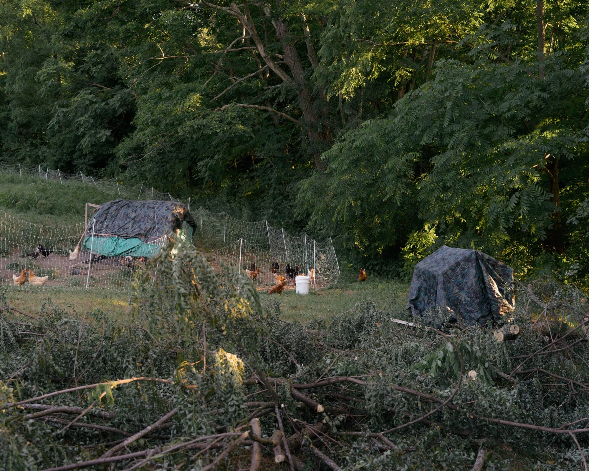 A backyard scene with a large, leafy green tree and a wire fence. There are chickens roaming in the yard, and some objects covered with tarps or cloths. The area appears to be enclosed and is surrounded by dense foliage.