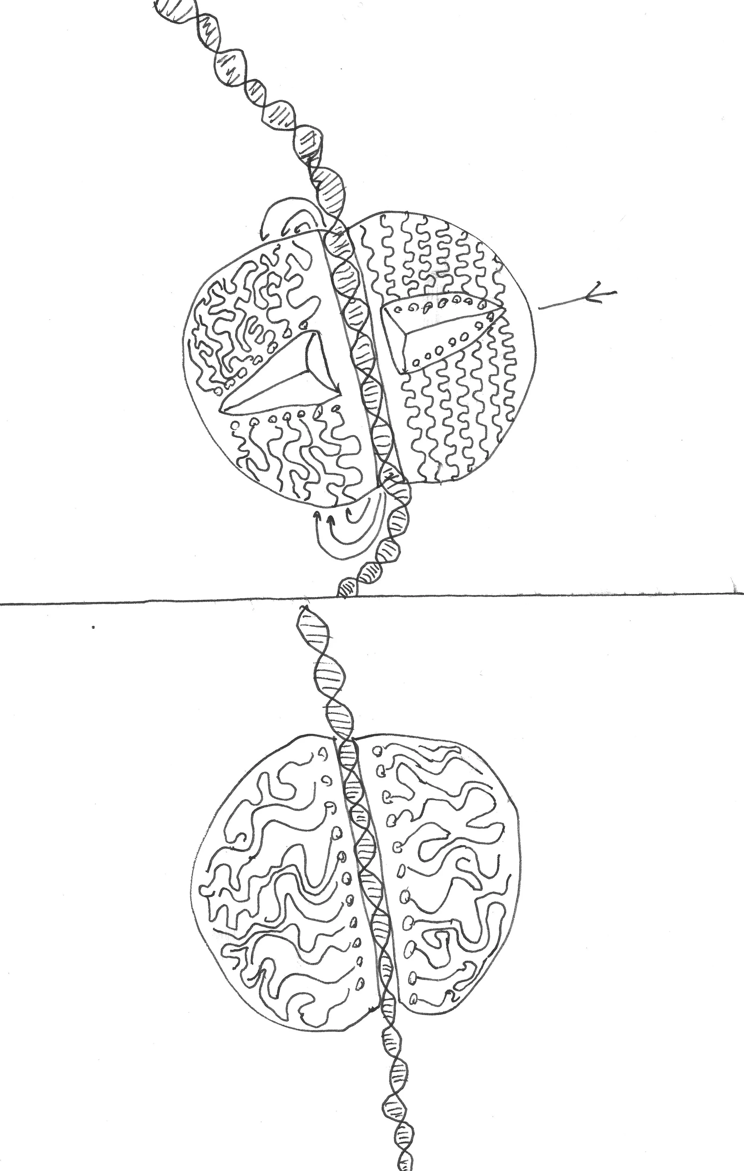 Cell Division