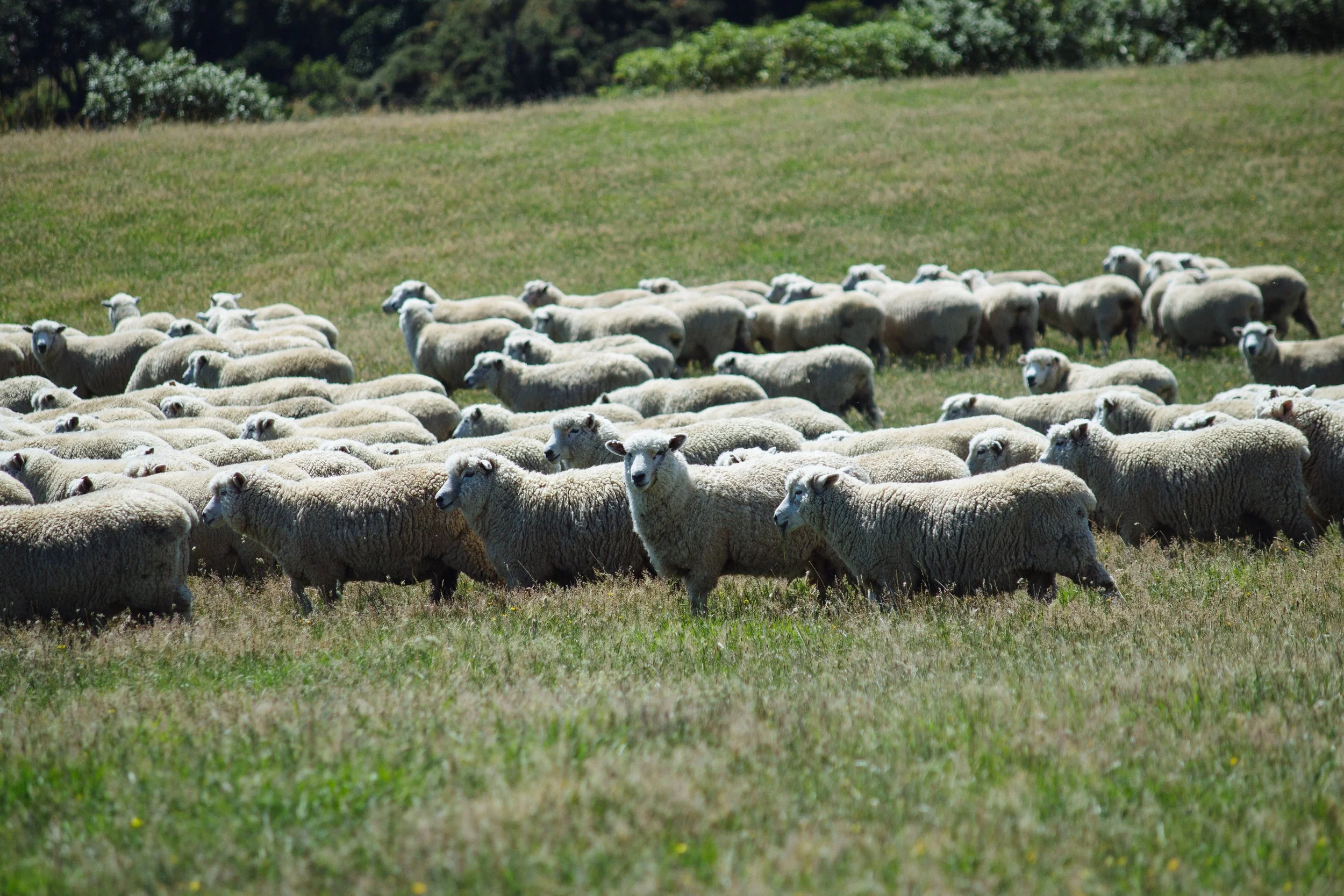 Ovine Products
