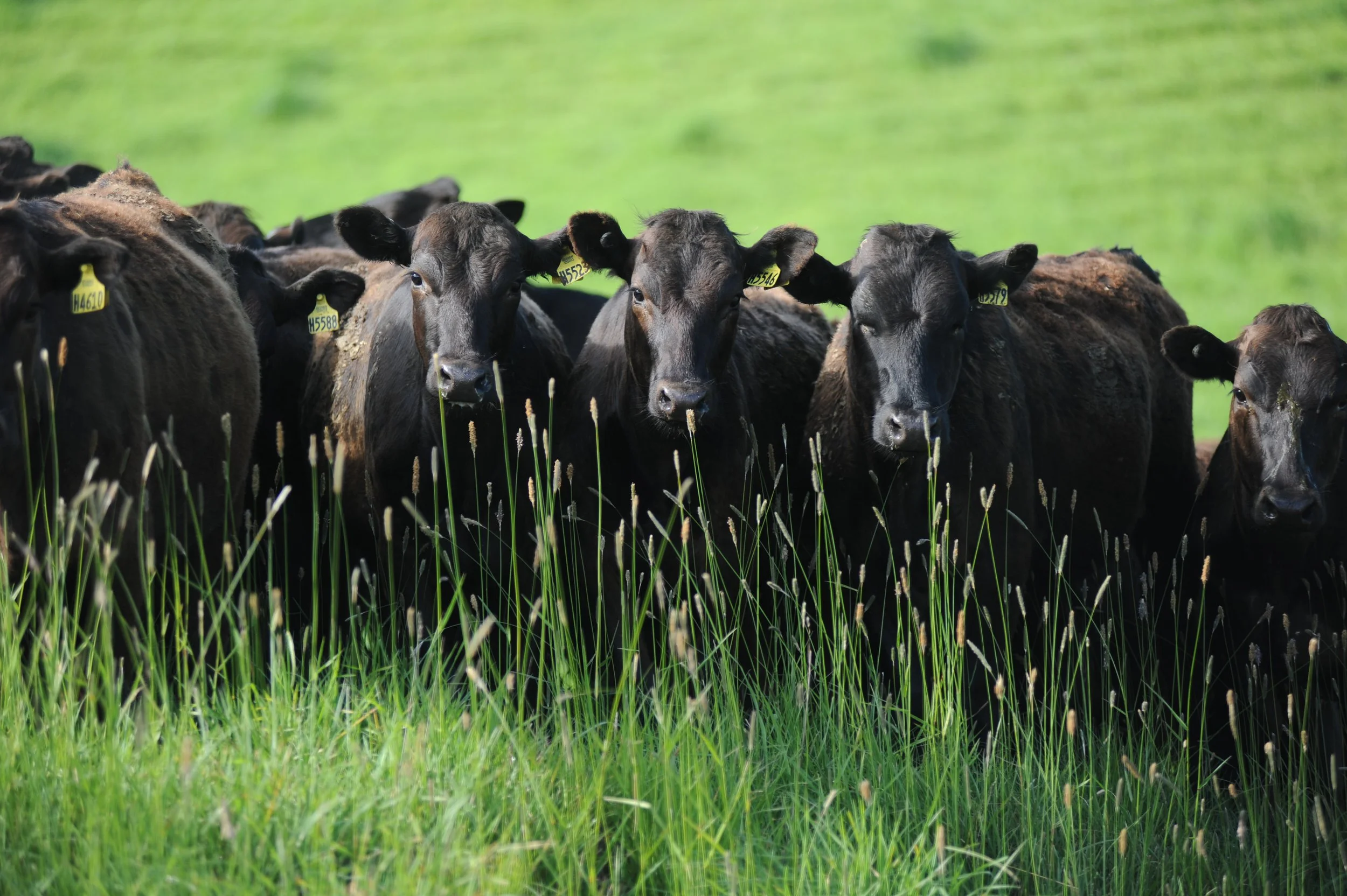 Bovine Products