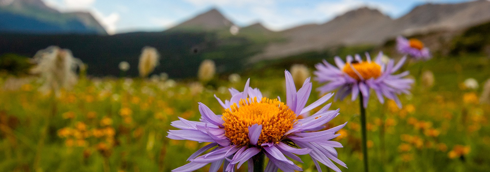 Purple alpine flowers with orange centers blooming in a mountain meadow, with rugged peaks in the background