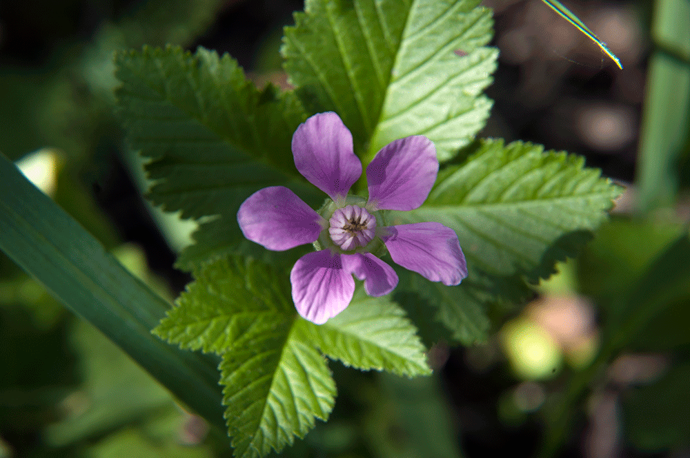Close-up of a small purple five-petaled flower surrounded by serrated green leaves