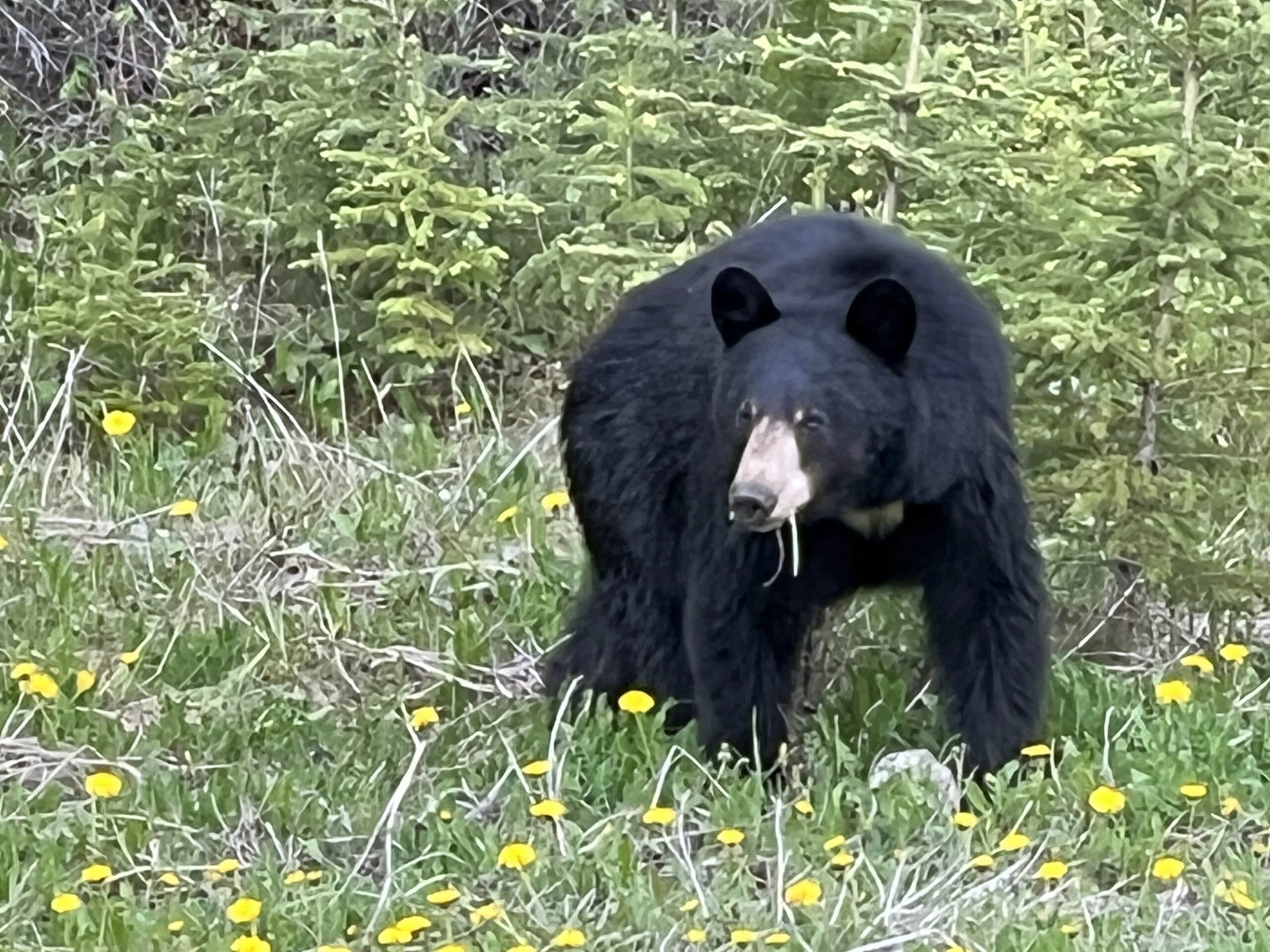 Black bear sitting in a wildflower meadow, surrounded by yellow daisies.