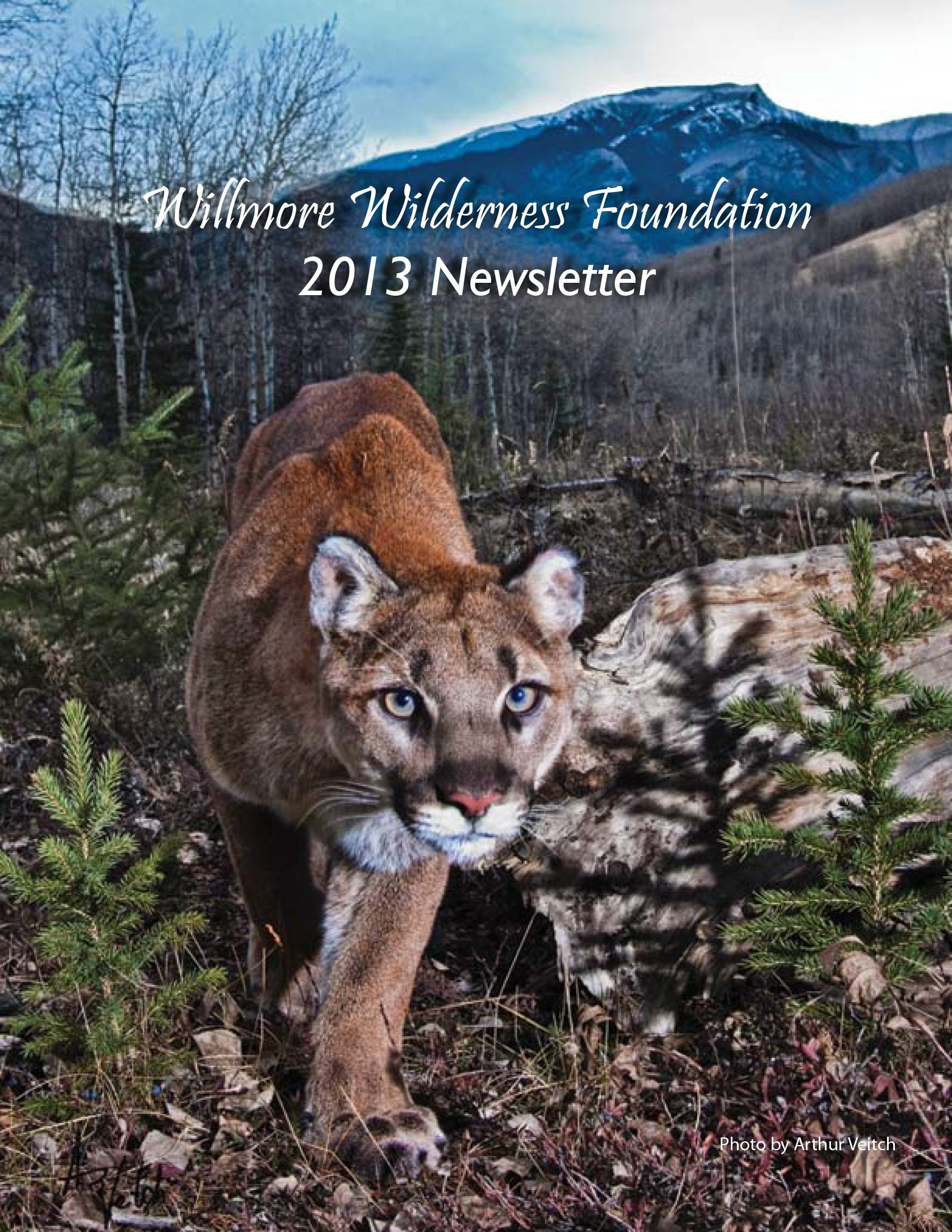 Mountain lion approaching a wildlife camera in a forest, with snow-capped mountains in the background; Wilmore Wilderness Foundation 2013 Newsletter cover.