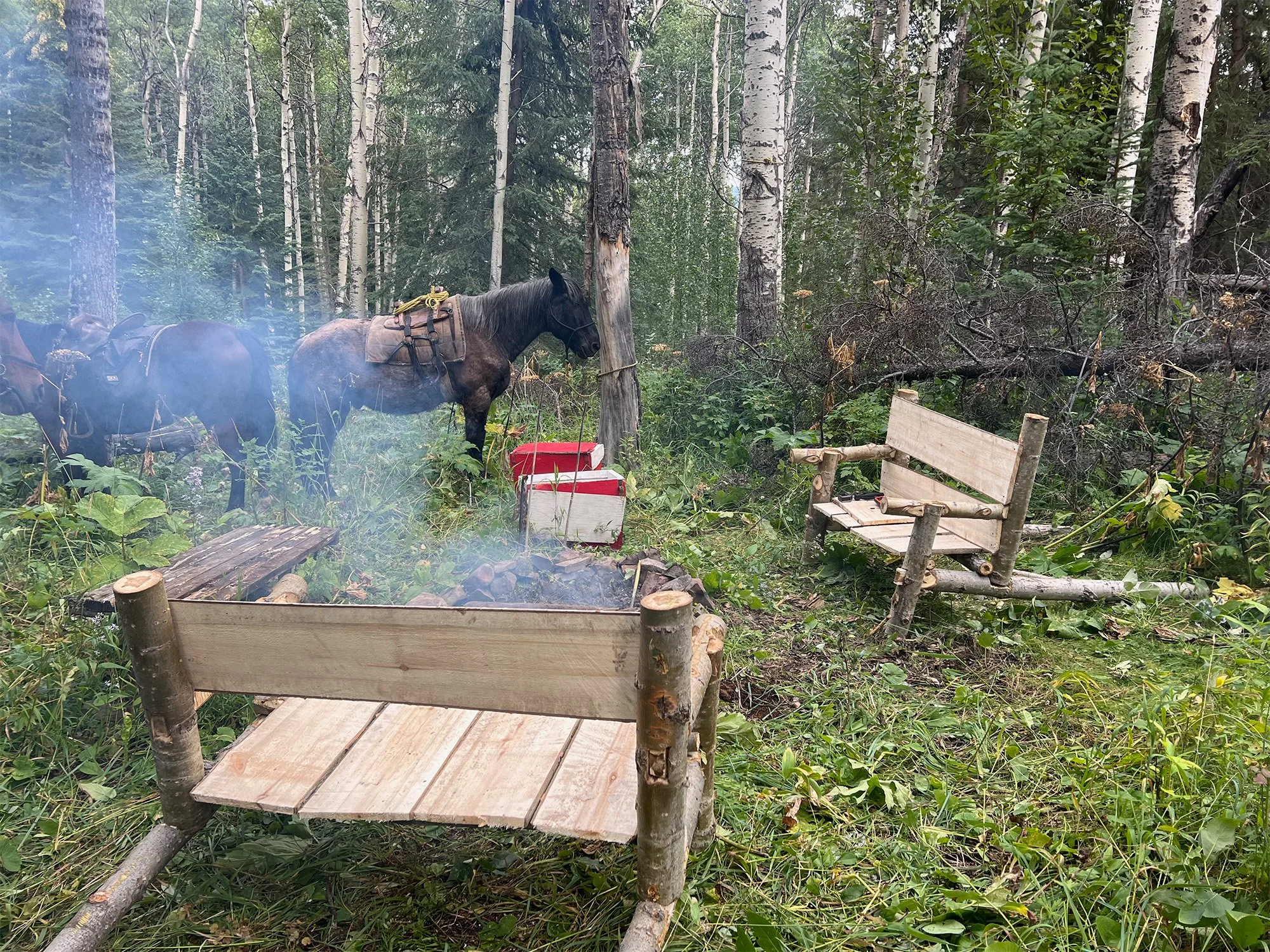 Pack horses with saddles beside a rustic wooden bench and fire pit in a birch forest