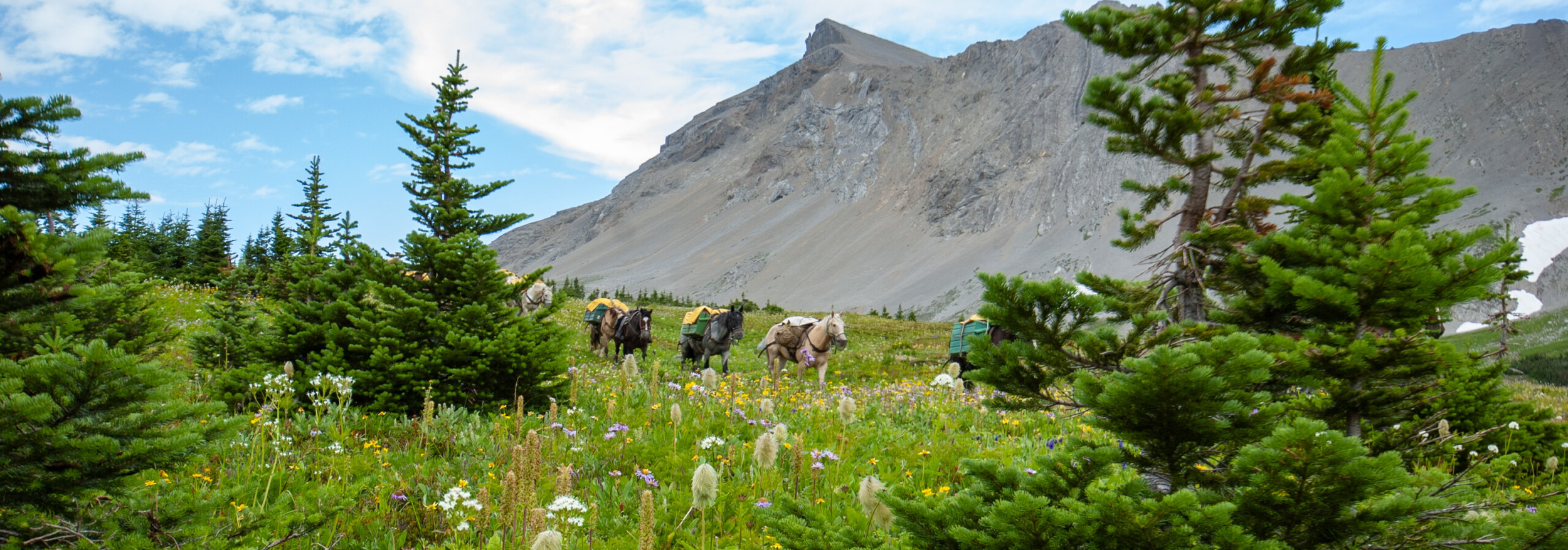 Pack horses carrying supplies through a wildflower-filled alpine meadow beneath a rugged mountain peak