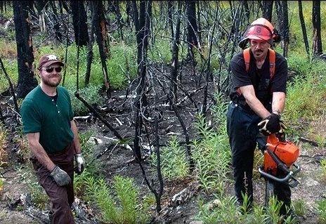 Two forestry workers clearing a burned forest with a chainsaw and protective gear