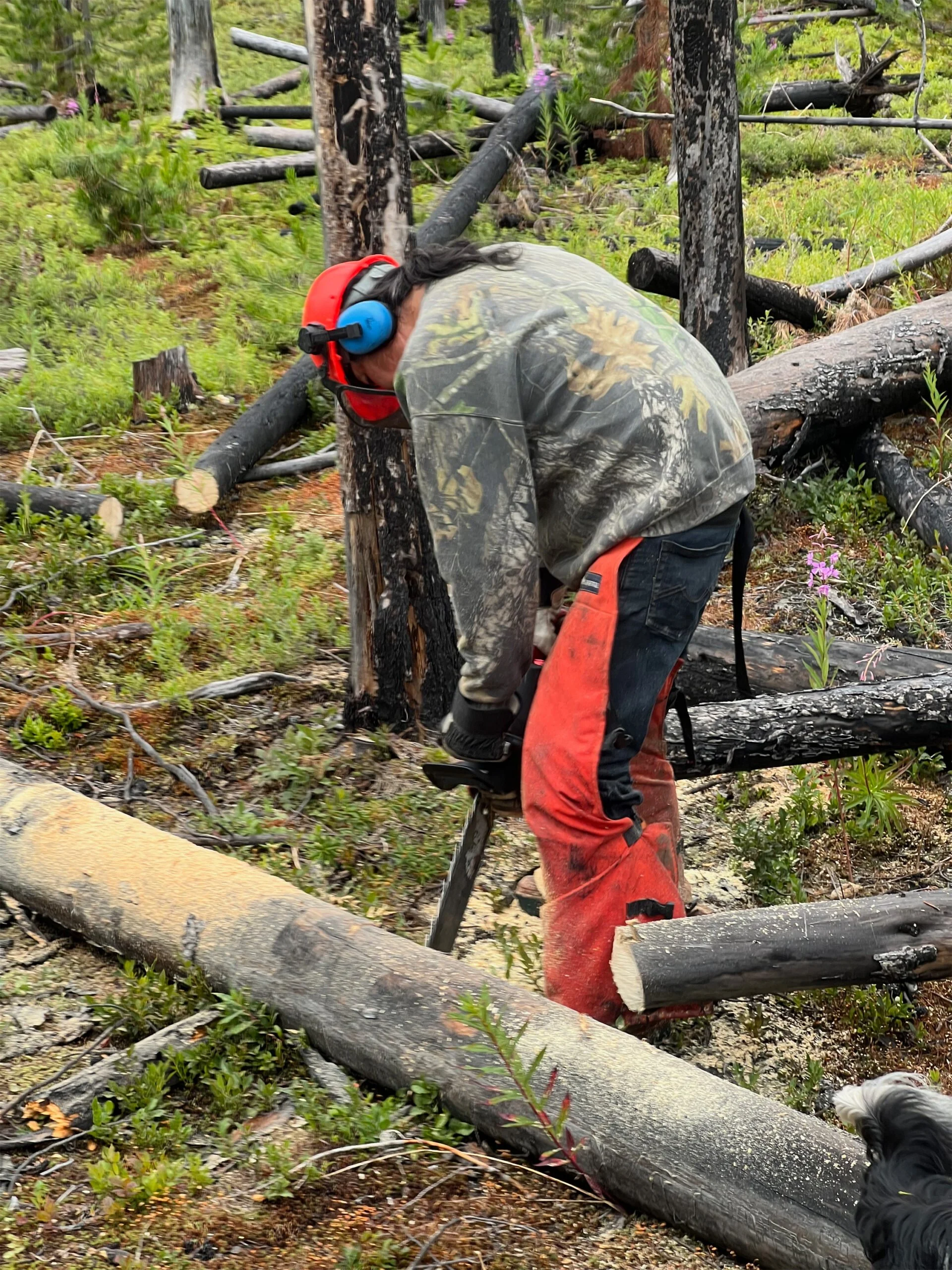 Logger in protective helmet, earmuffs, chainsaw chaps, and camouflage shirt working among fallen trees in a forest.