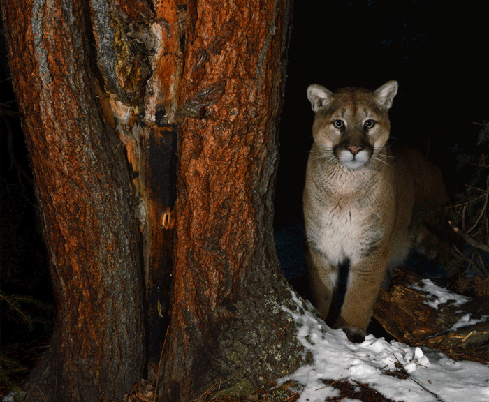 Mountain lion standing in a snowy forest beside a large tree