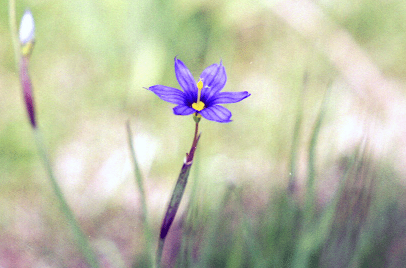 Small purple wildflower with yellow center blooming among soft-focus green grass