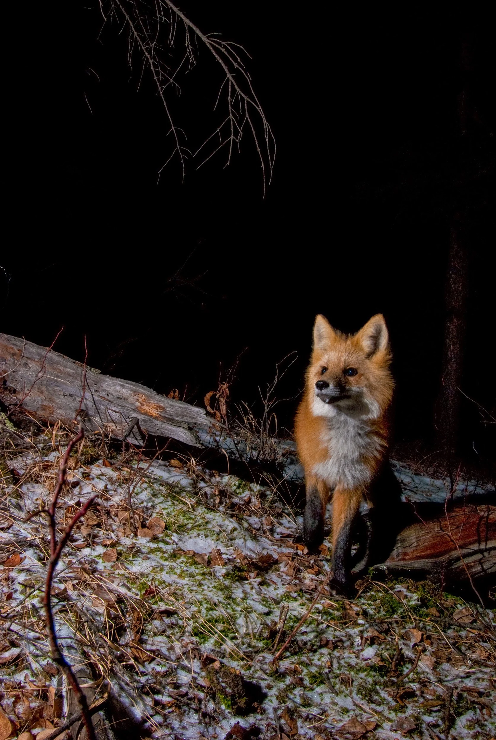 Red fox standing in a snowy forest at night beside fallen logs