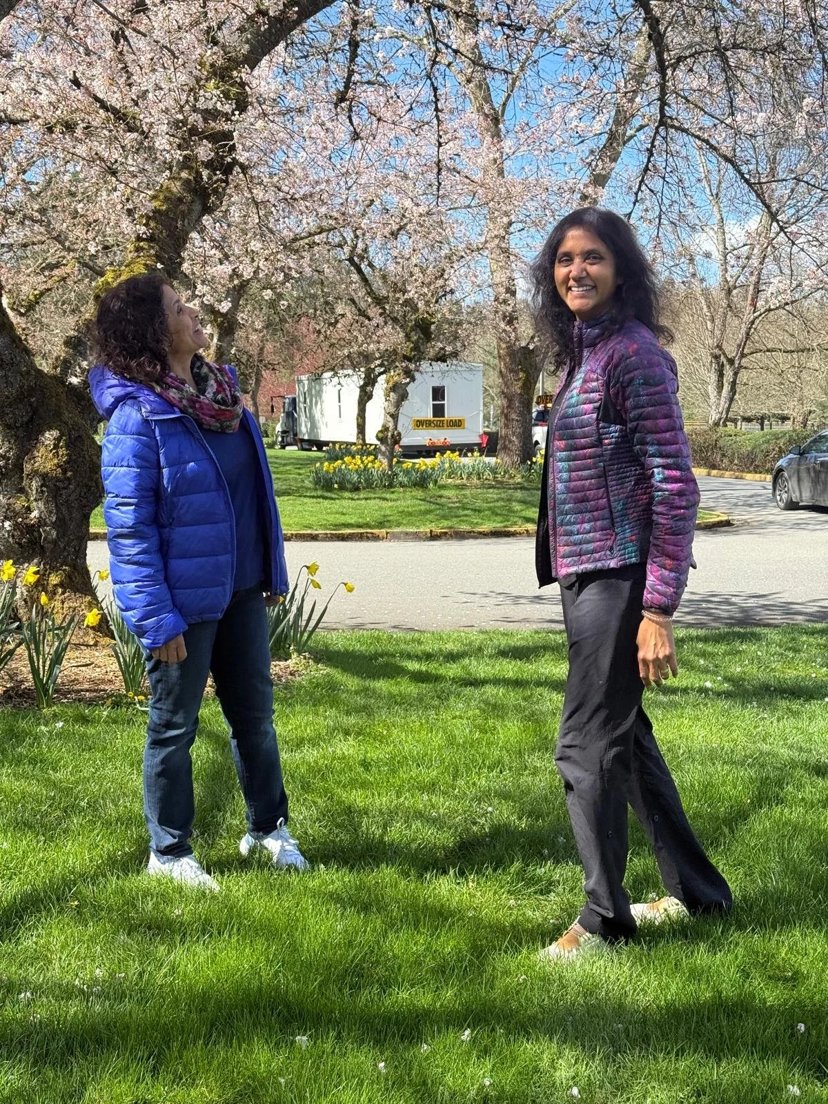 Two women standing outdoors under blooming cherry blossom trees, smiling and looking at each other, with green grass, yellow flowers, a street, and parked cars in the background.