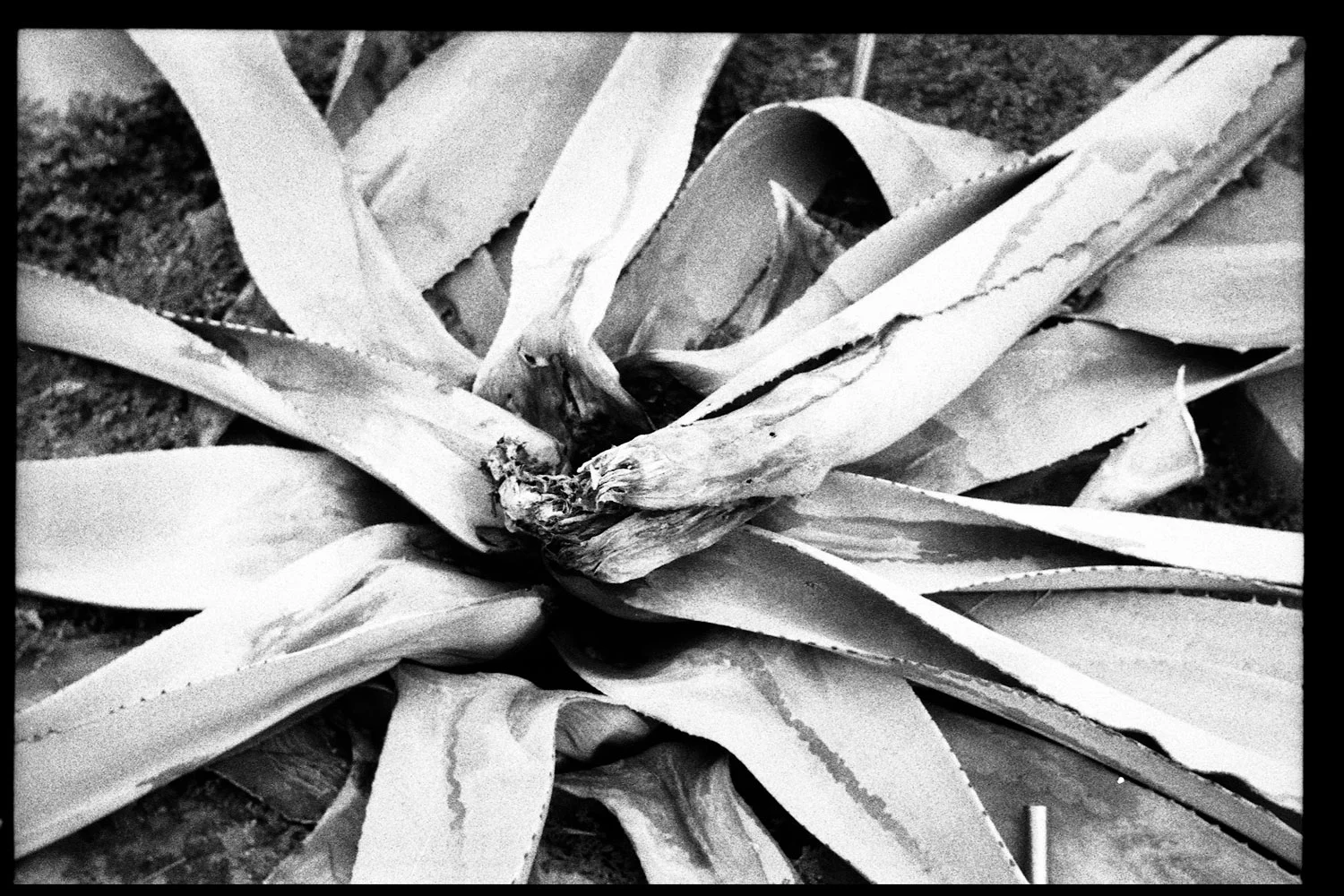 agave.jpg