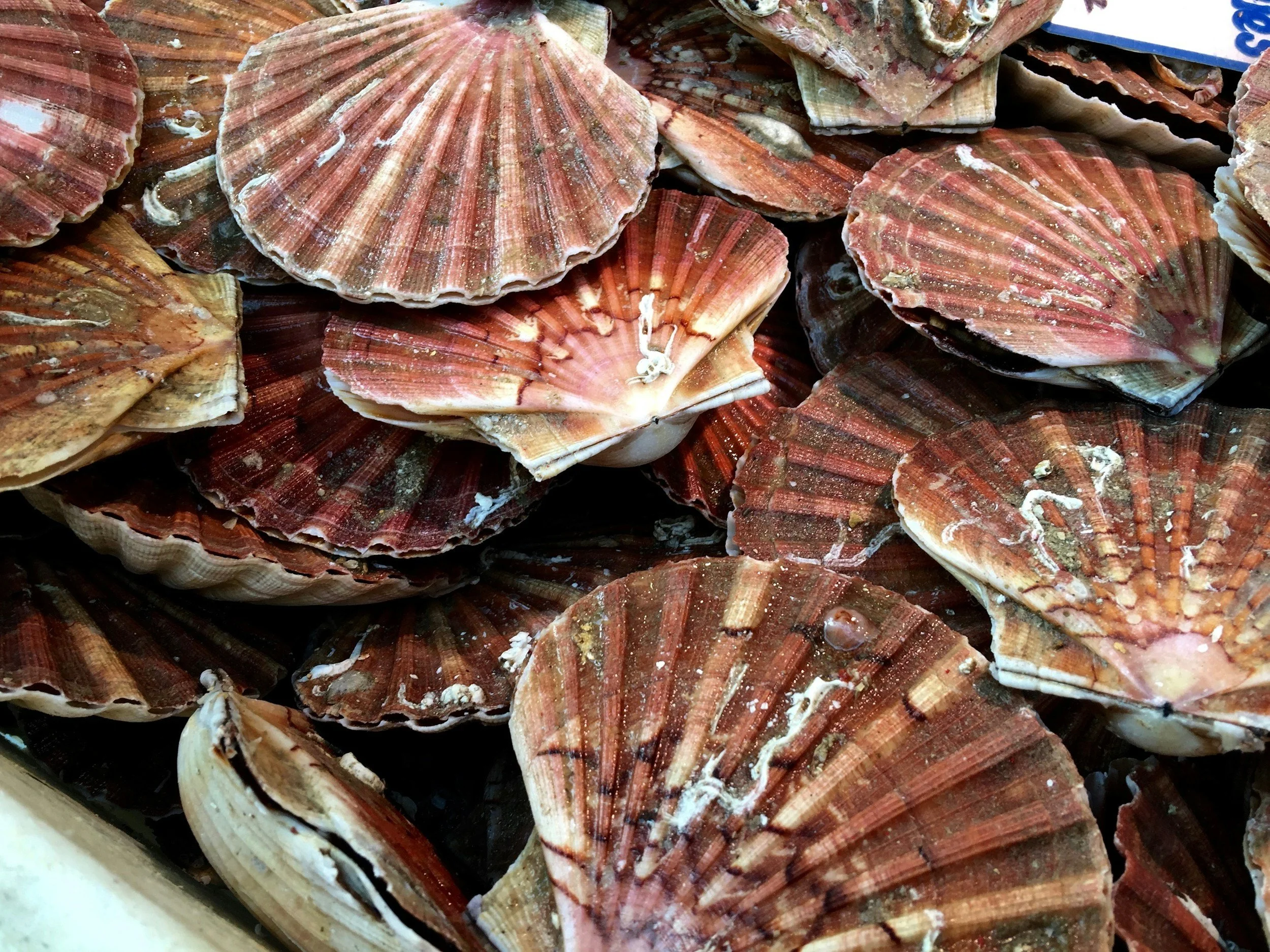 Close-up of scallop shells with reddish-brown and white coloring, some shells are stacked together.