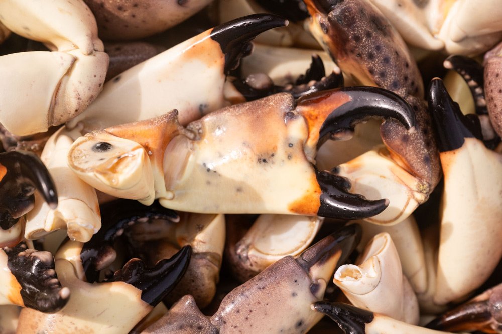 Close-up of cooked crab claws and shells.