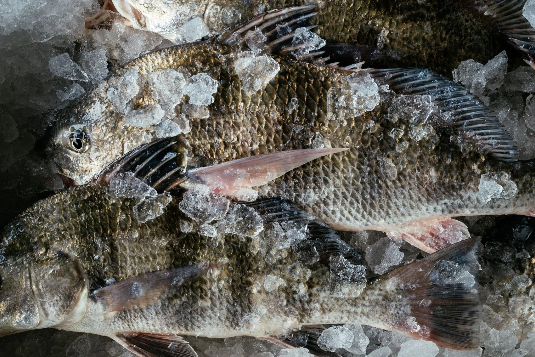 black-drum-on-ice-buck-rider-fish-shop.jpg