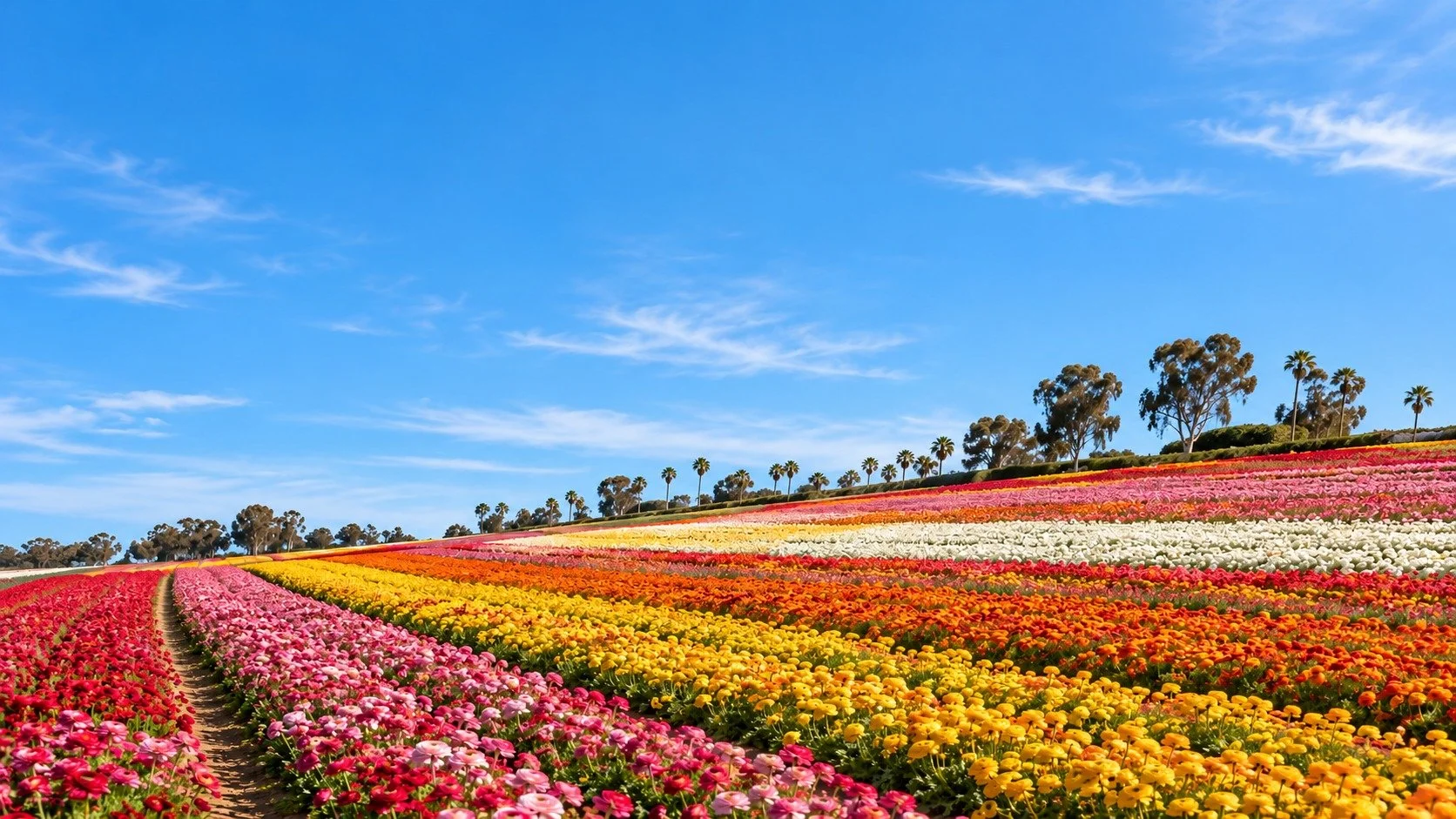 AI-generated view inspired by the Carlsbad Flower Fields, with colorful sloping flower rows and expanded blue sky.
