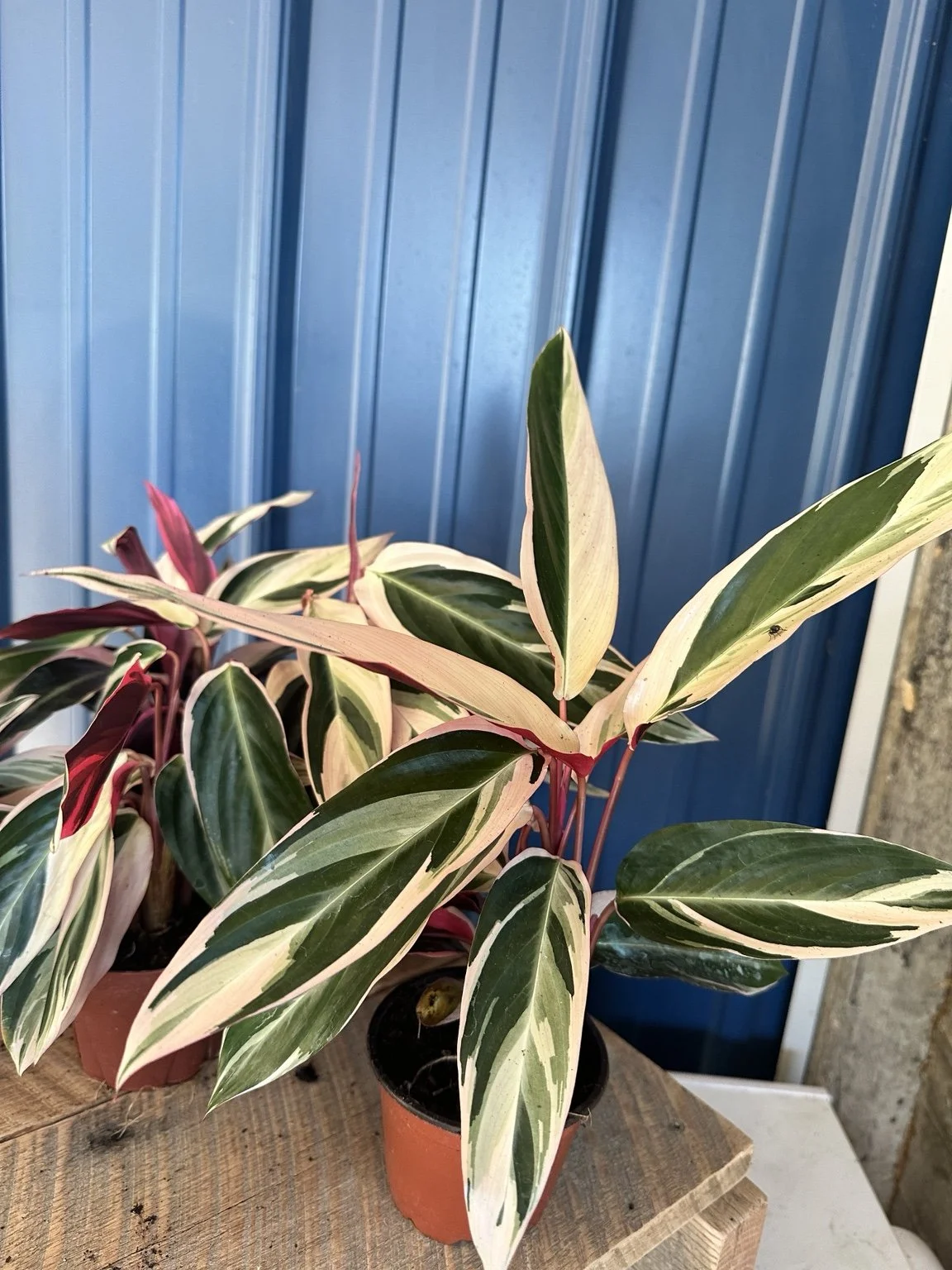 Stromanthe Triostar