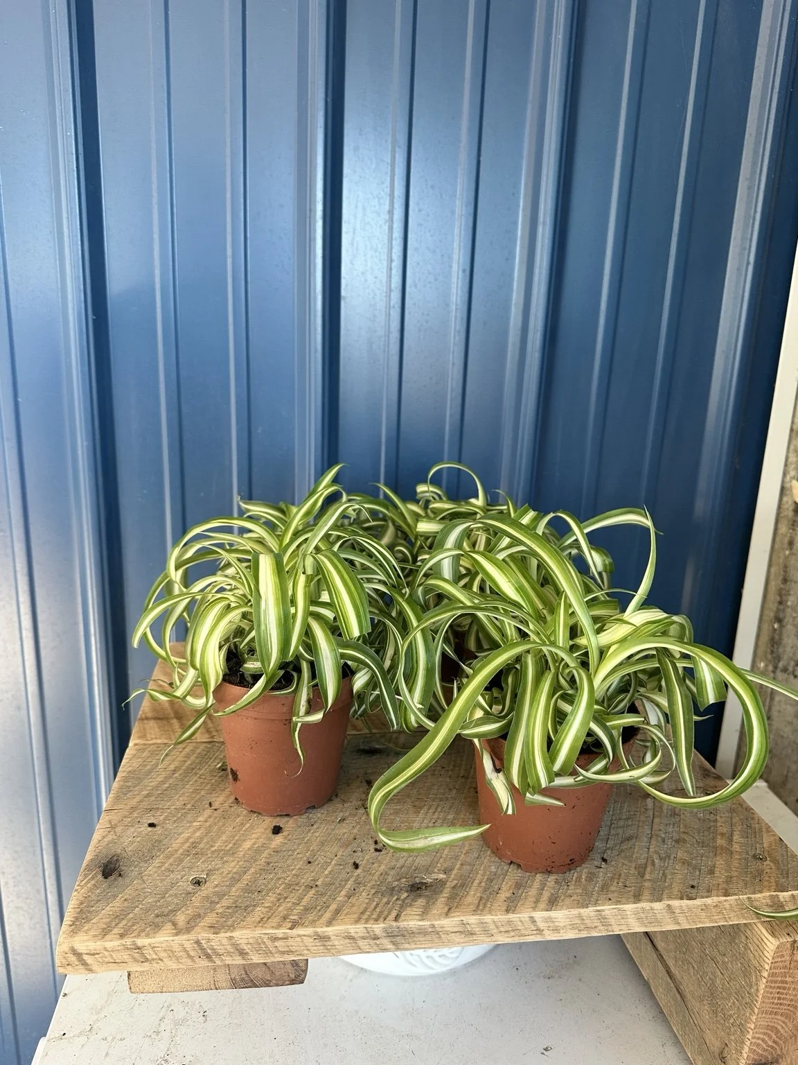 Bonnie Spider Plant