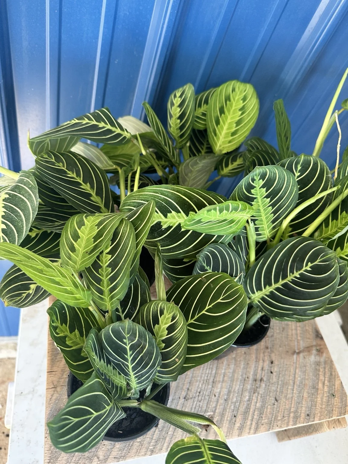 Maranta Lemon Lime