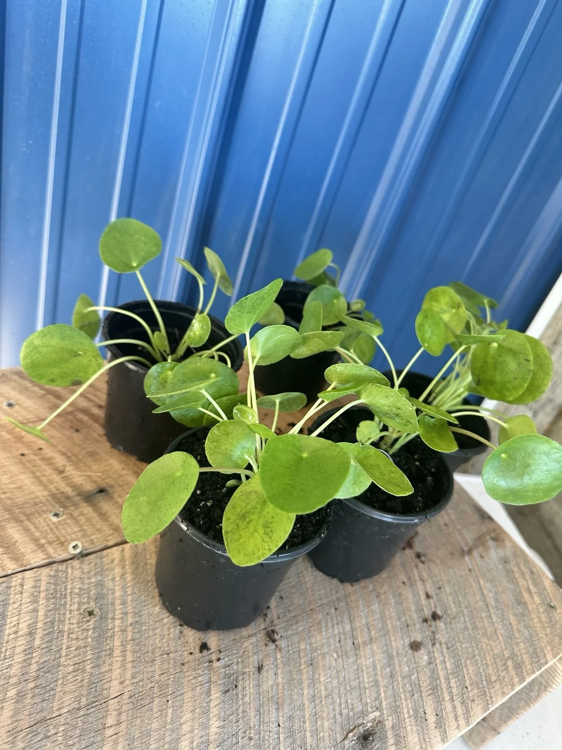 Pilea peperomioides