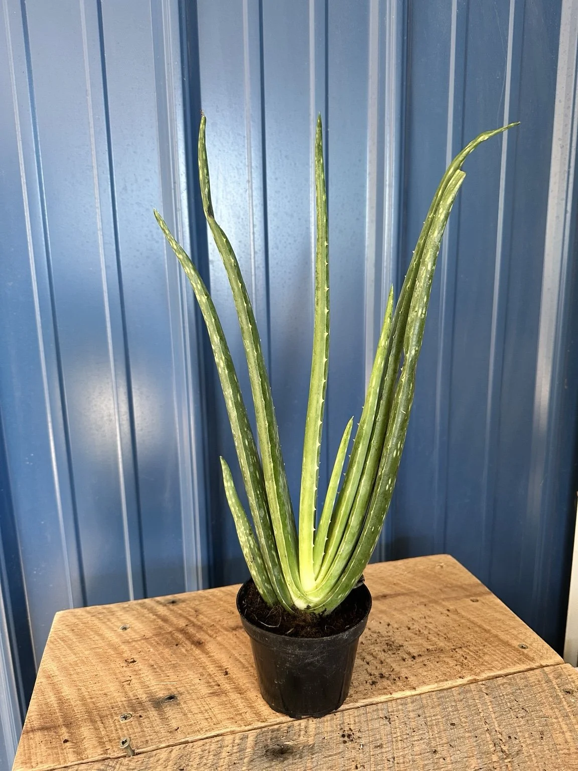 Large Aloe