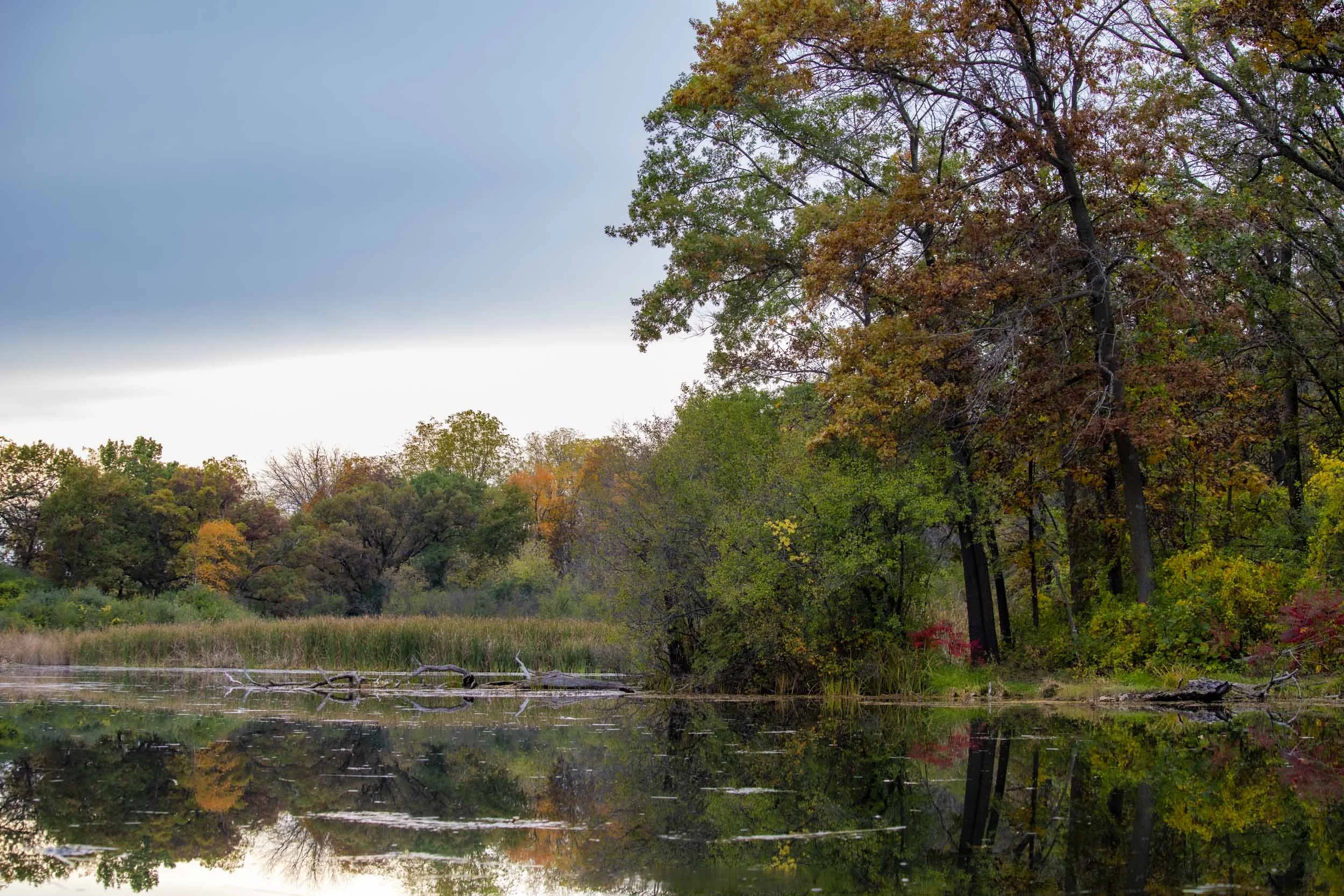 Autumn trees reflected in the still water of a pond.