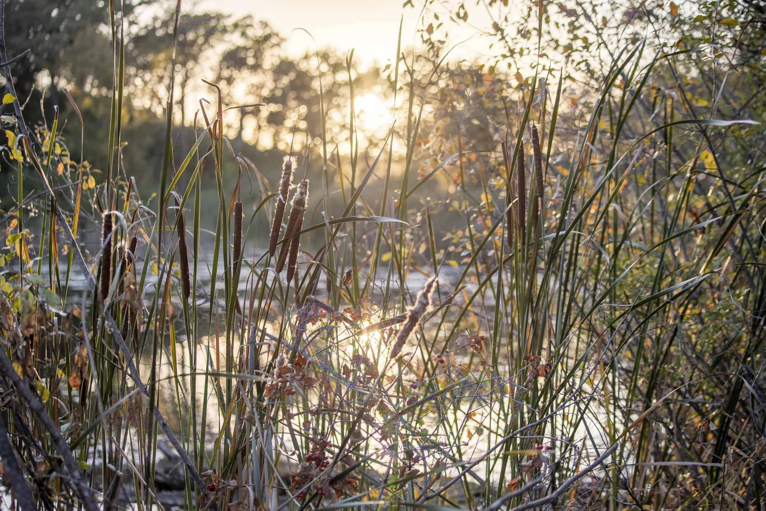 Sunlight filtering through reeds and trees beside reflective water.