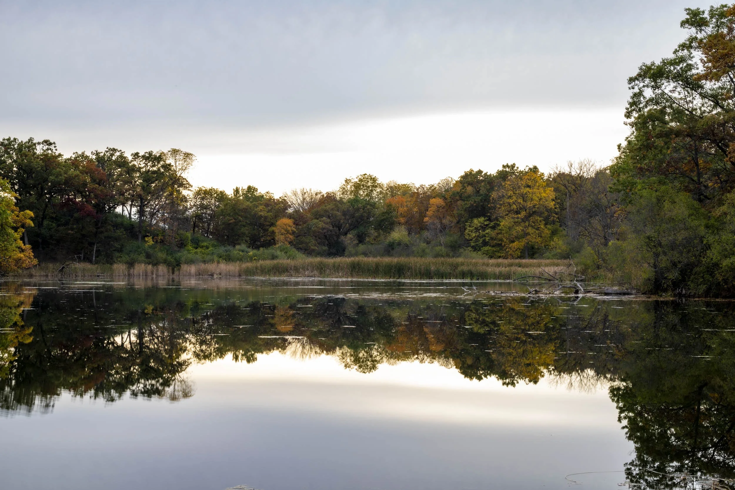 A still pond reflecting the sky and a line of autumn trees.