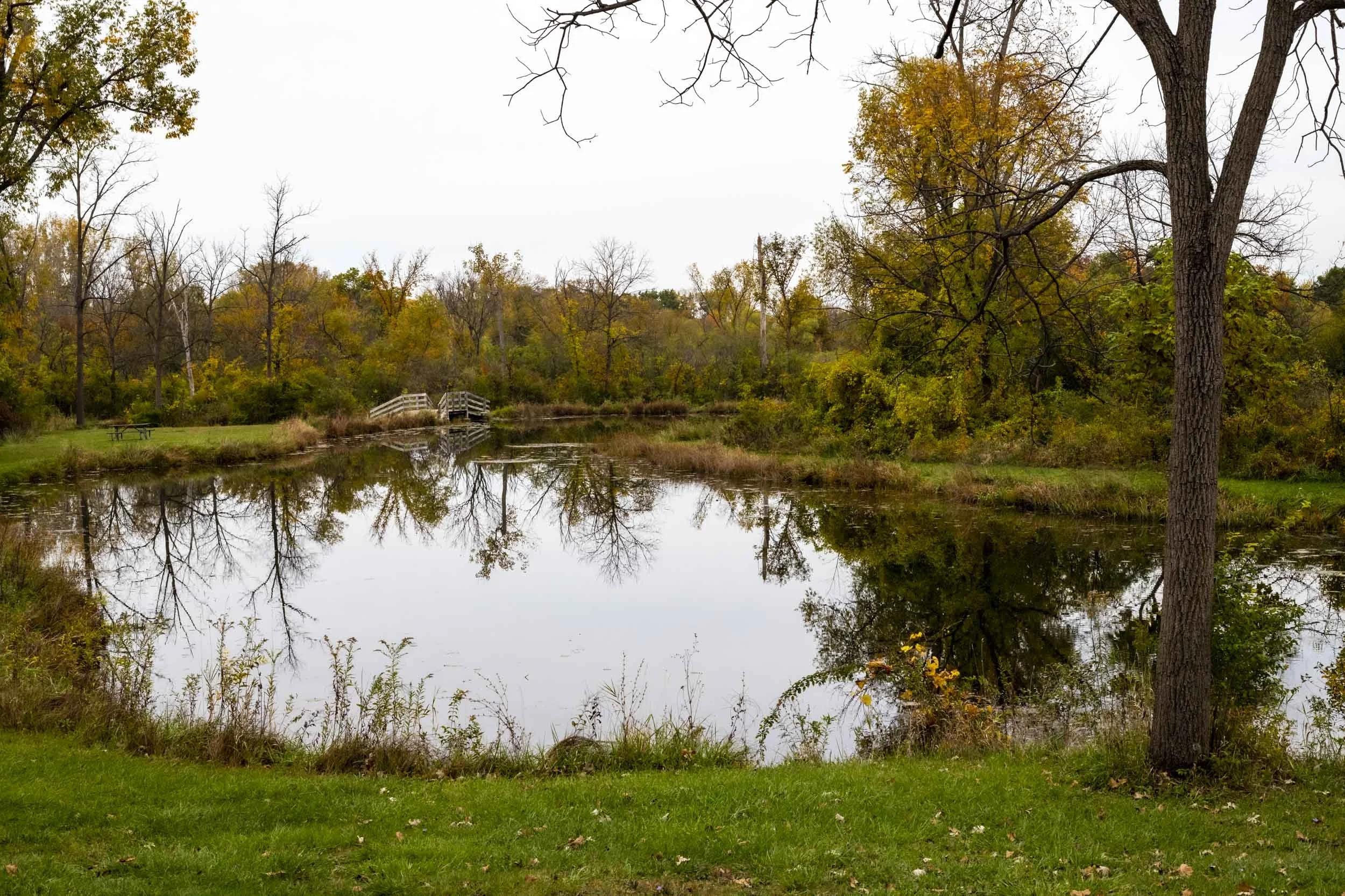 A small pond bordered by grass and autumn trees.