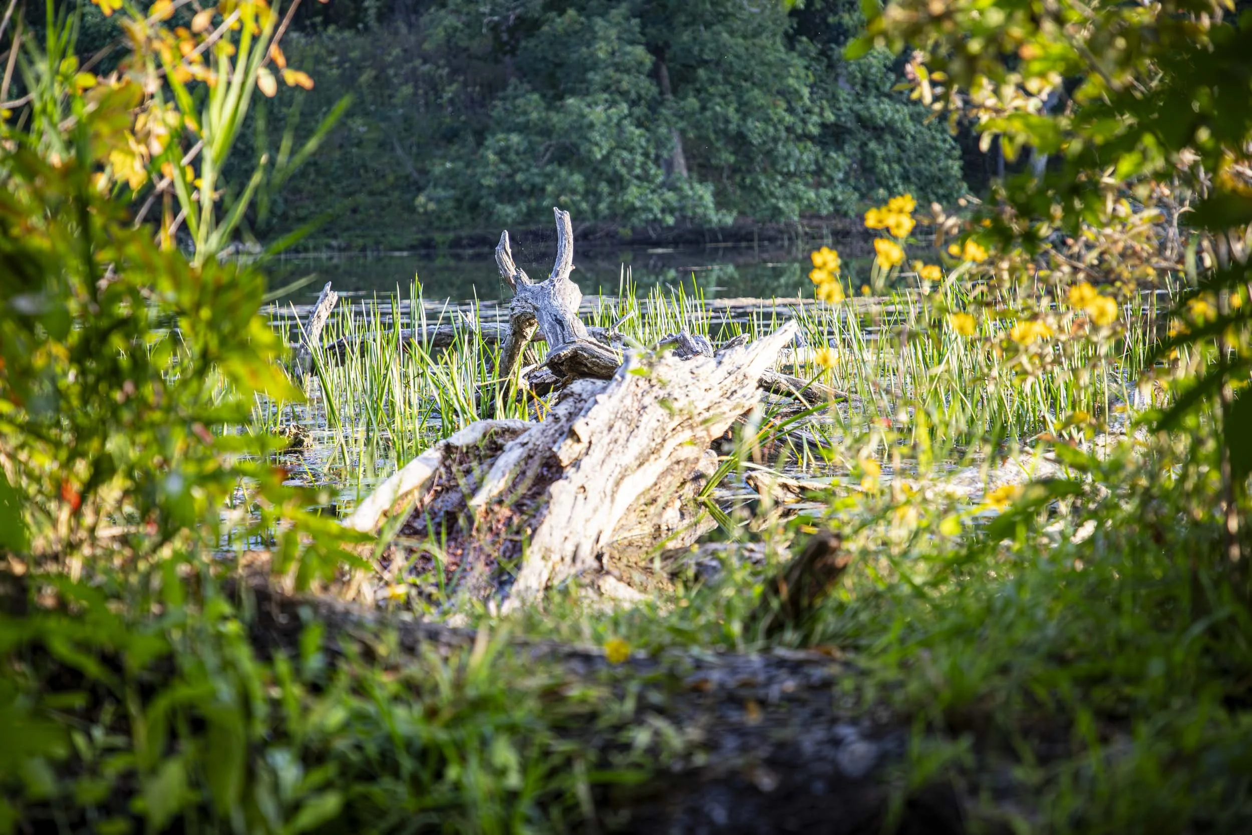 A fallen log surrounded by green plants and purple flowers.