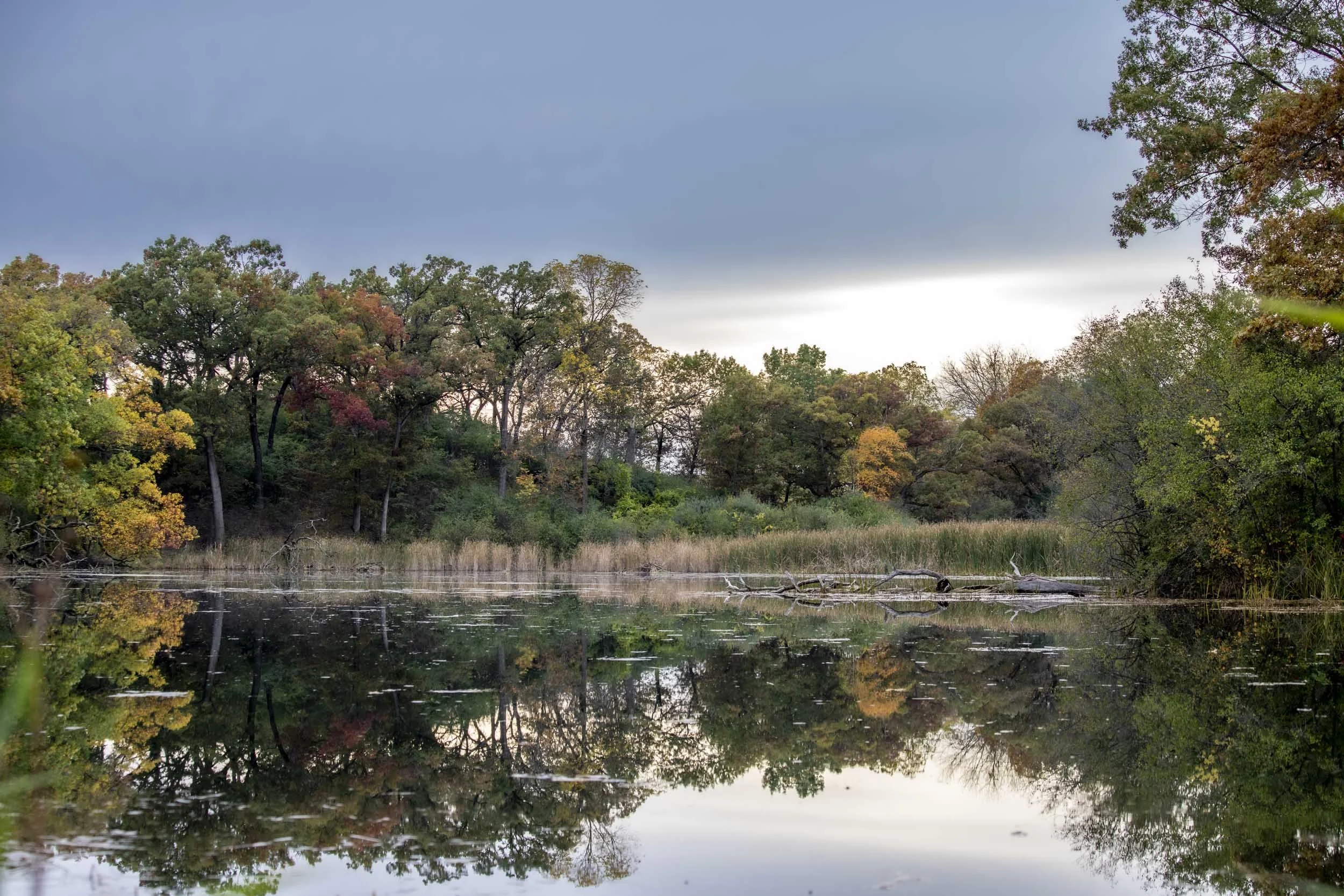 Trees and shoreline vegetation reflected in a calm pond.