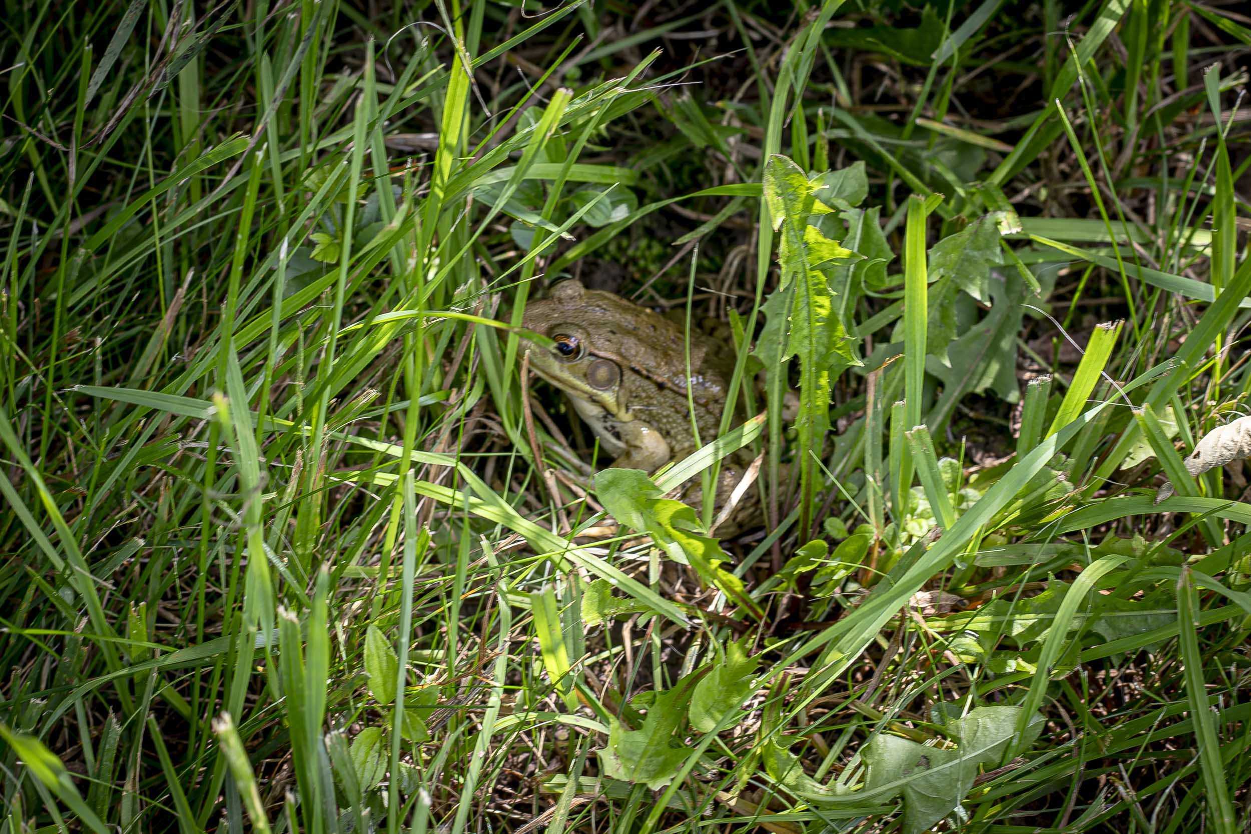 Close-up of green grasses, leaves, and small plants covering the ground.